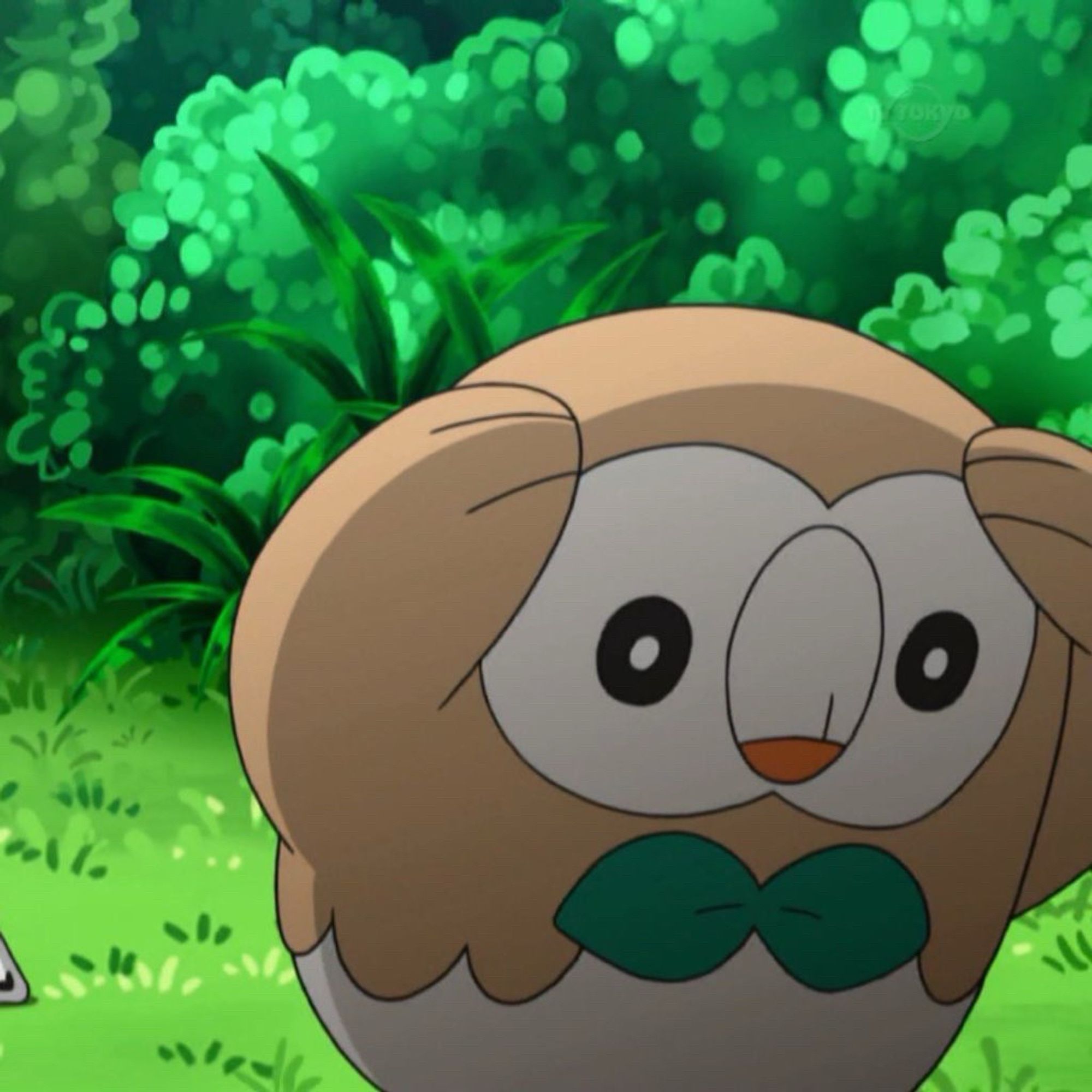 Screencap of the pokemon Rowlet appearing very distressed