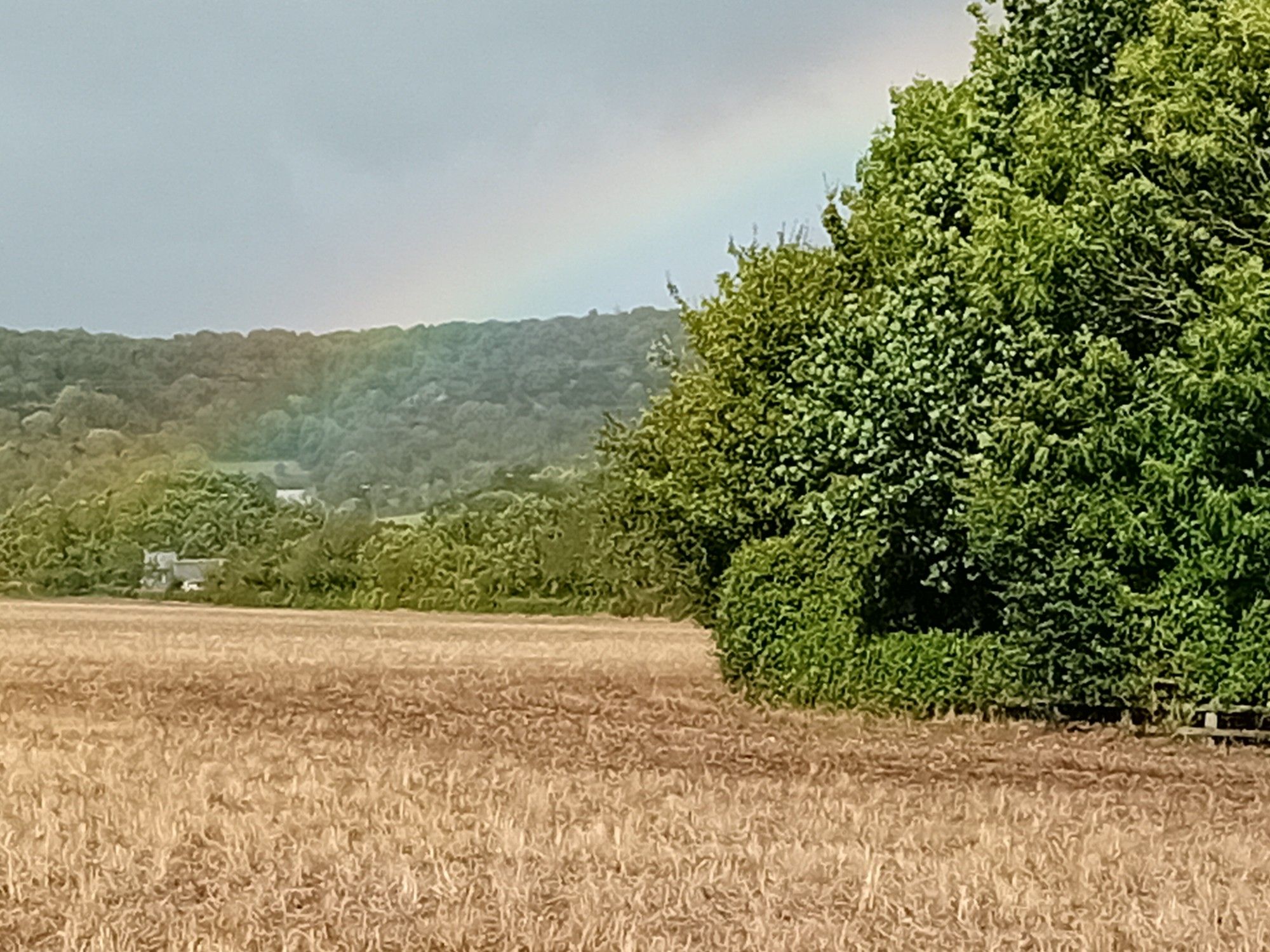 View across a field. There are trees to the right of the image, and a rainbow just to the left of the trees.