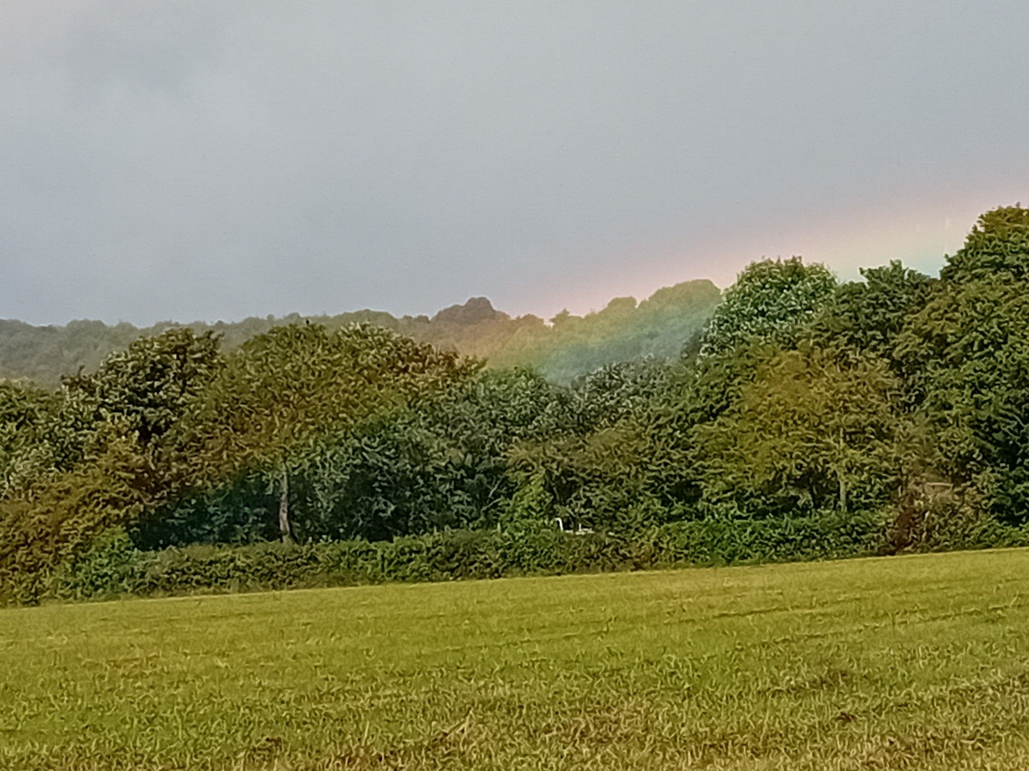 Trees at the edge of a field. There is a rainbow just above the top of the trees.