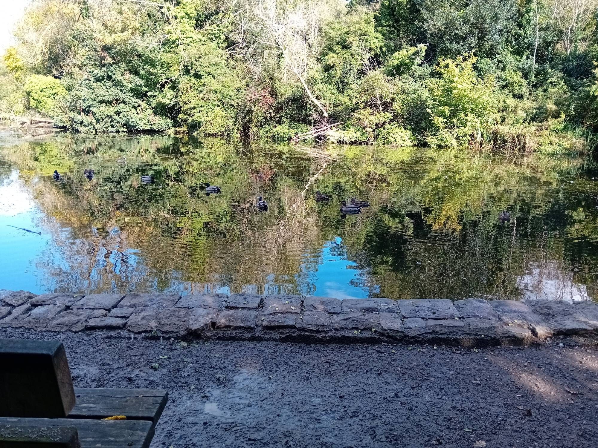 A lake with trees on the far side. The trees are reflected in the water. There are several ducks on the kale, but the reflection names it hard to see them. It us a sunny day with clear blue sky.