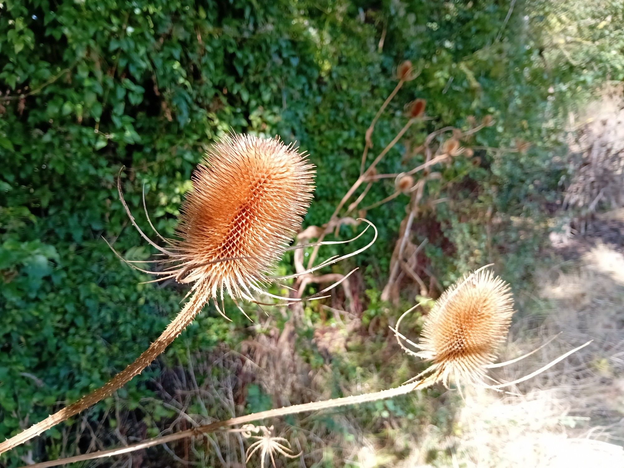 Close up of two golden brown teasels.