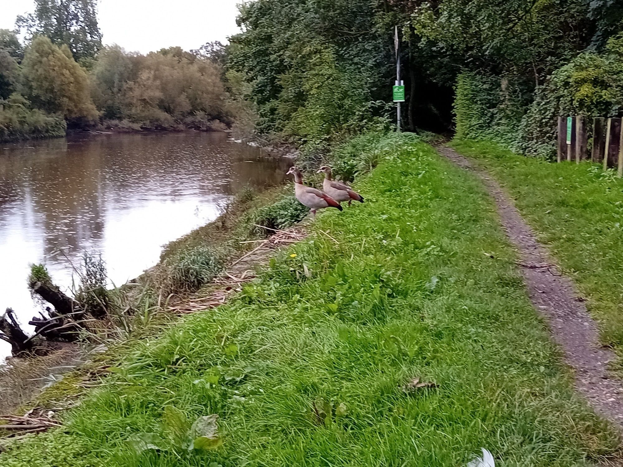 View along a river. There are two ducks on the river bank looking towards the water.