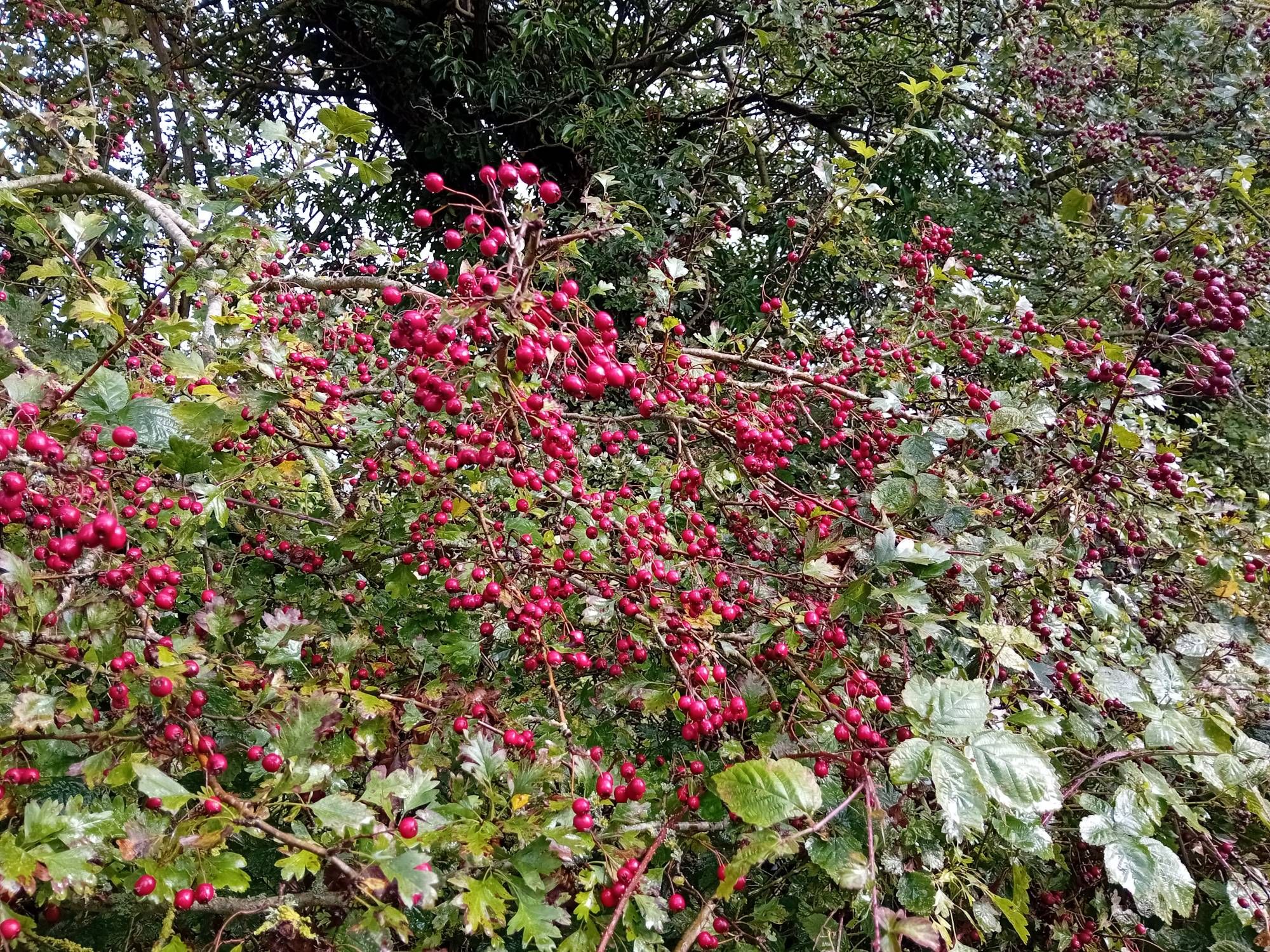 Close up of clusters of red haw berries.