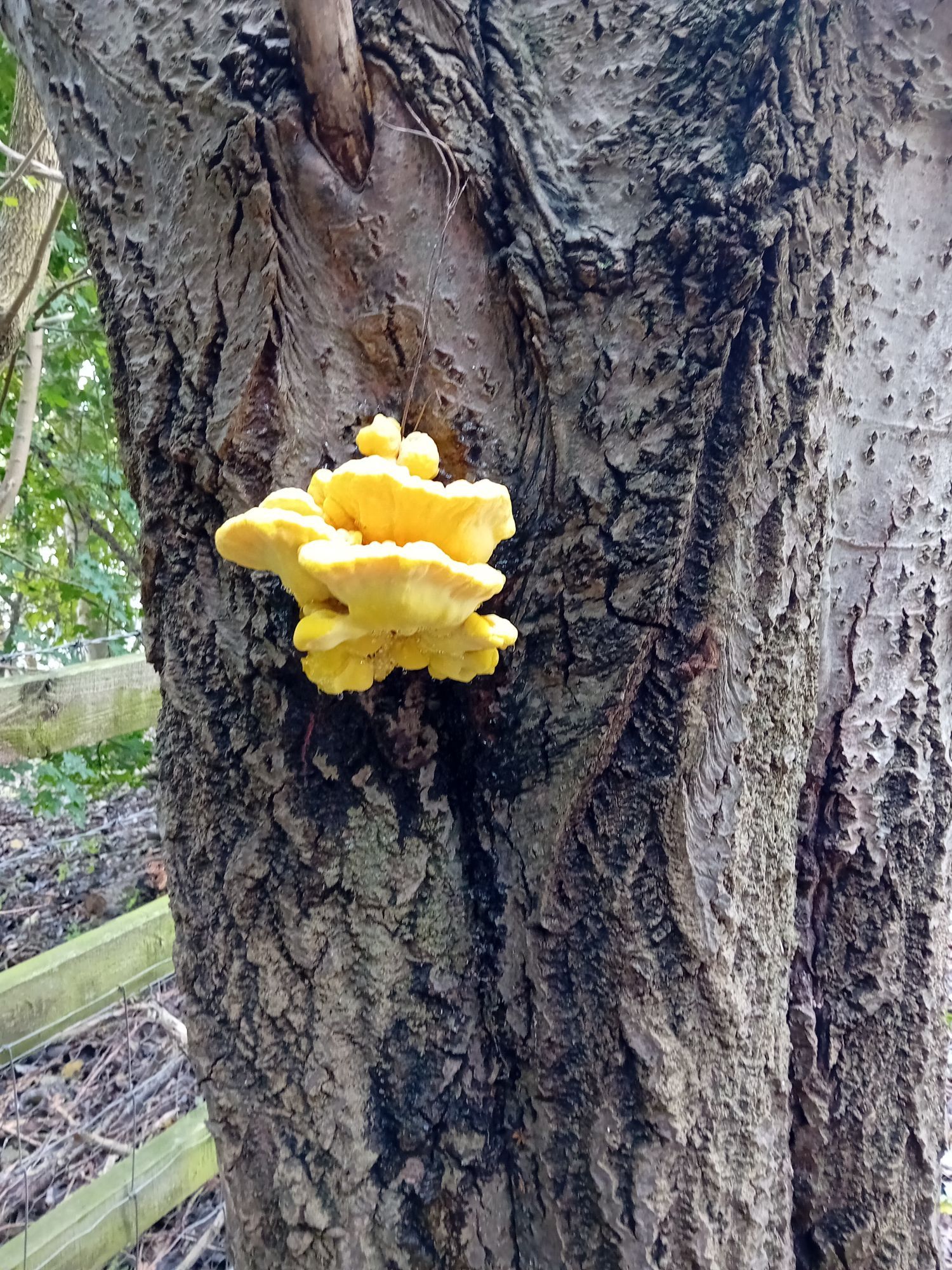 A yellow bracket fungus on a tree trunk.