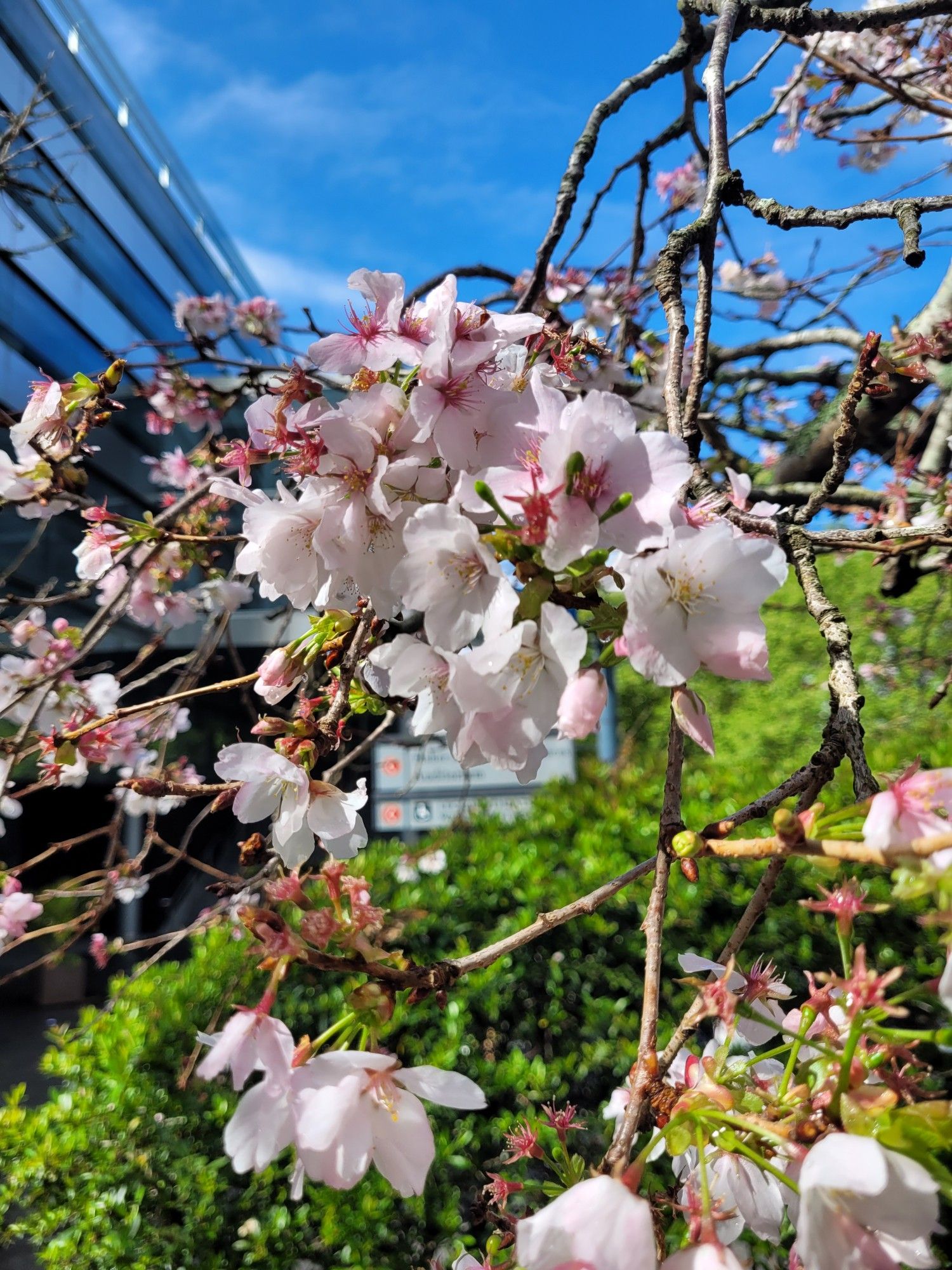 Cherry blossoms in sunlight with blue sky in background