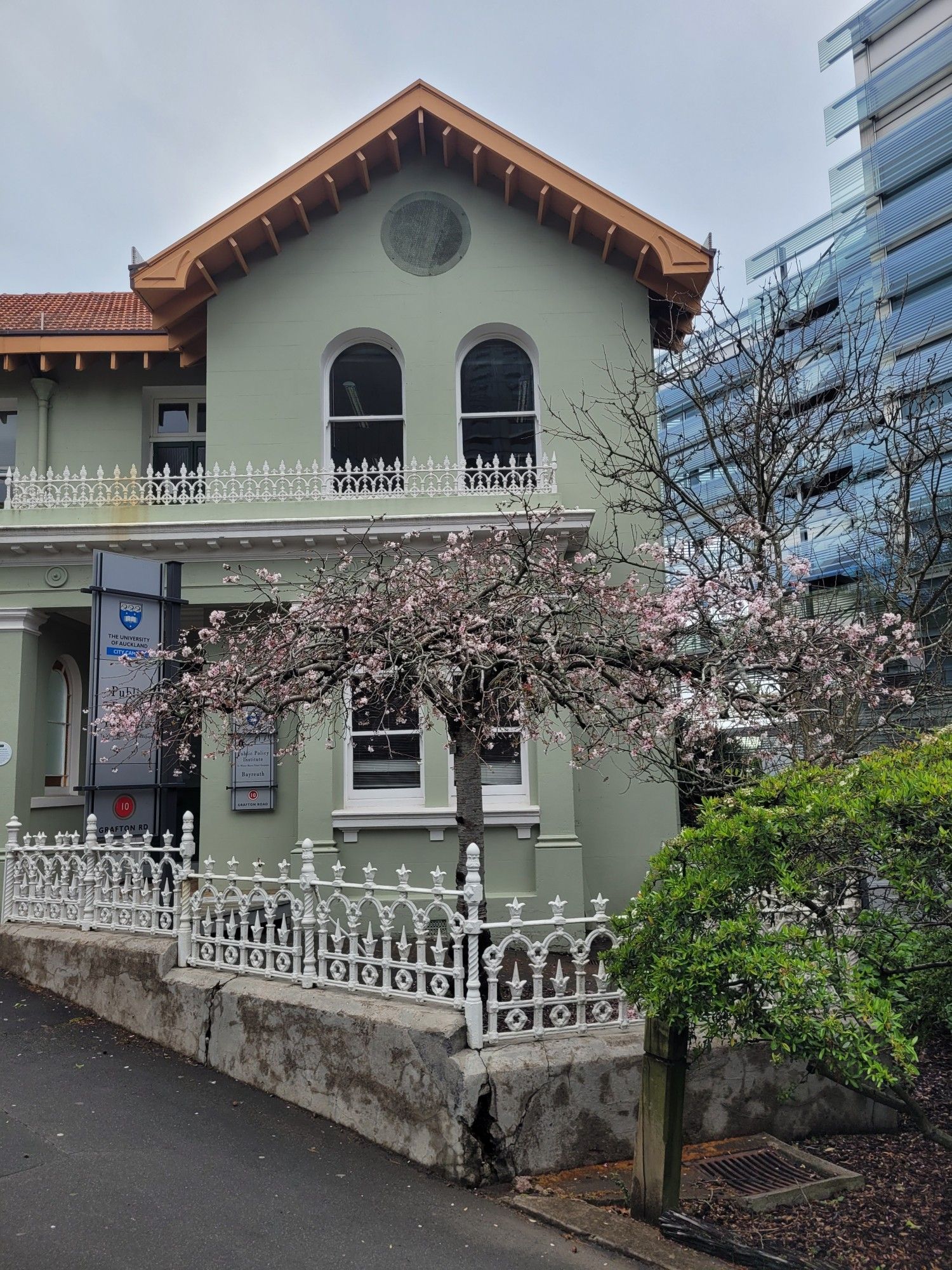 Cherry tree in flower at University of Auckland outside Public Policy Institute Building.