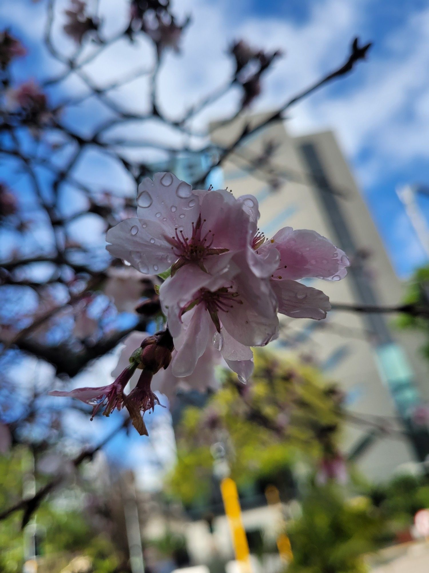 Cherry blossom in closeup with drops of rainwater.