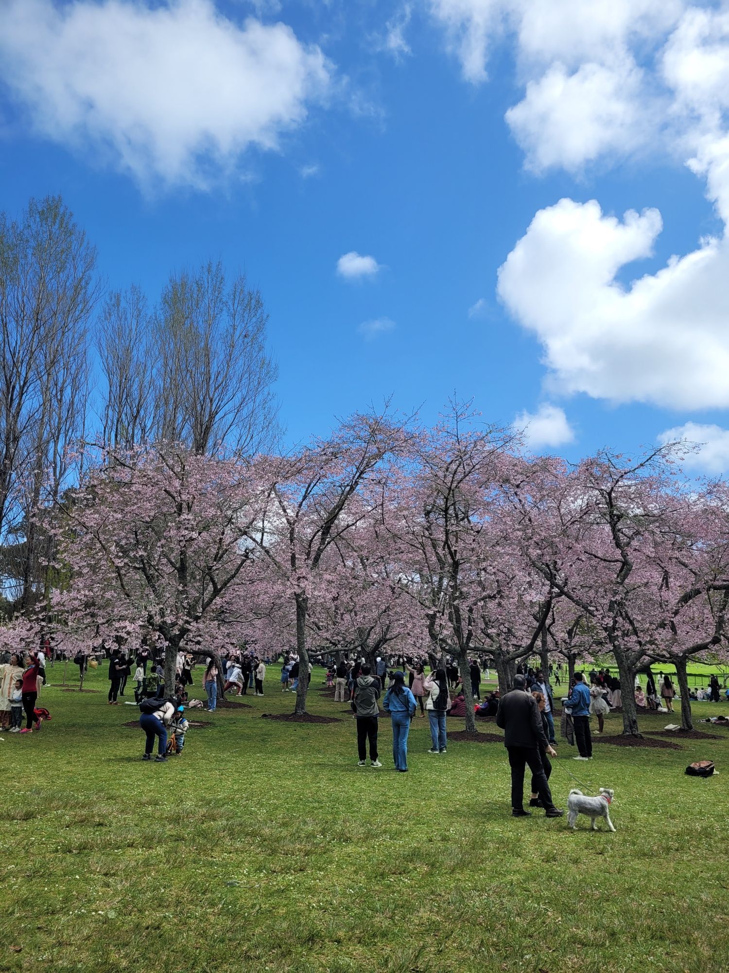 Crowds enjoying cherry blossoms in Cornwall park