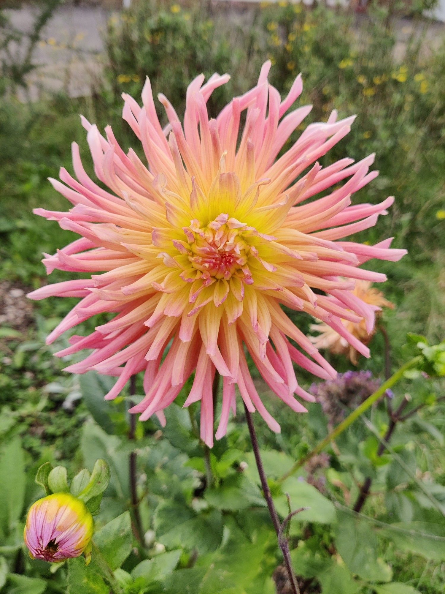 Pink and yellow cactus dahlia