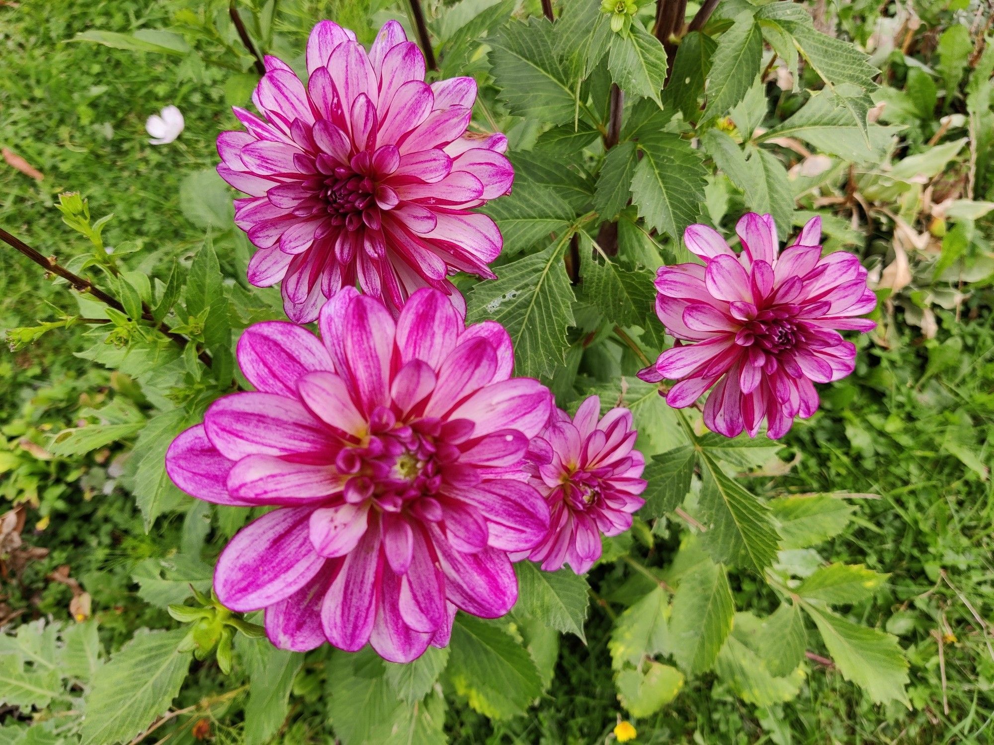 Pink dahlias