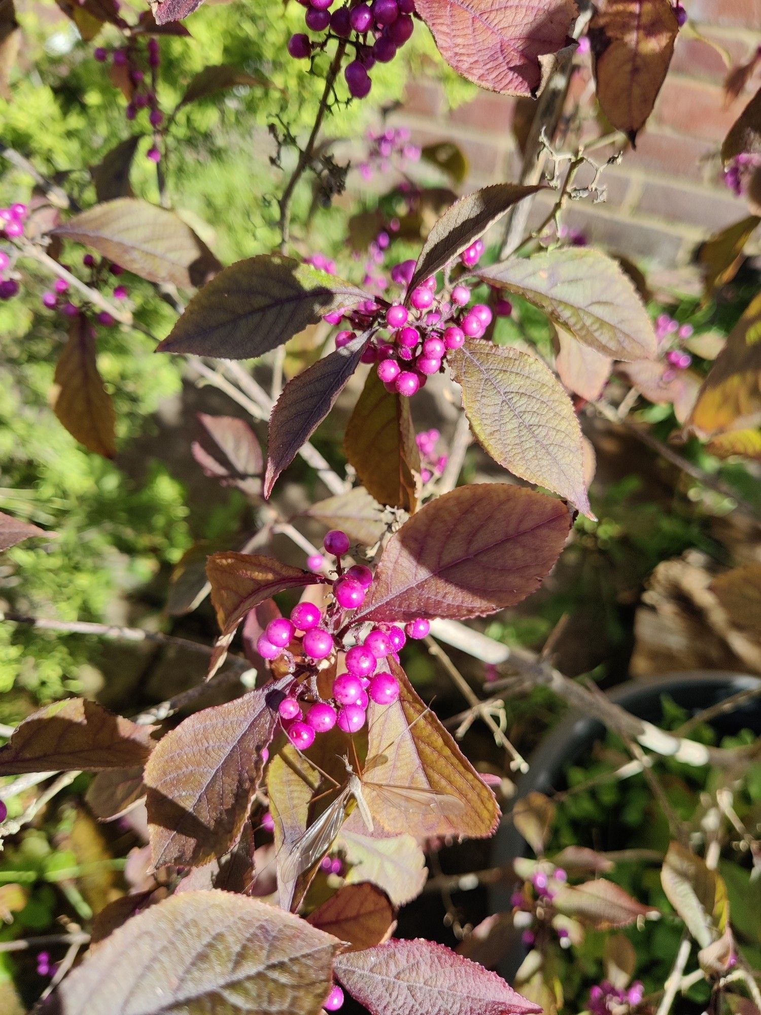 Purple callicarpa berries