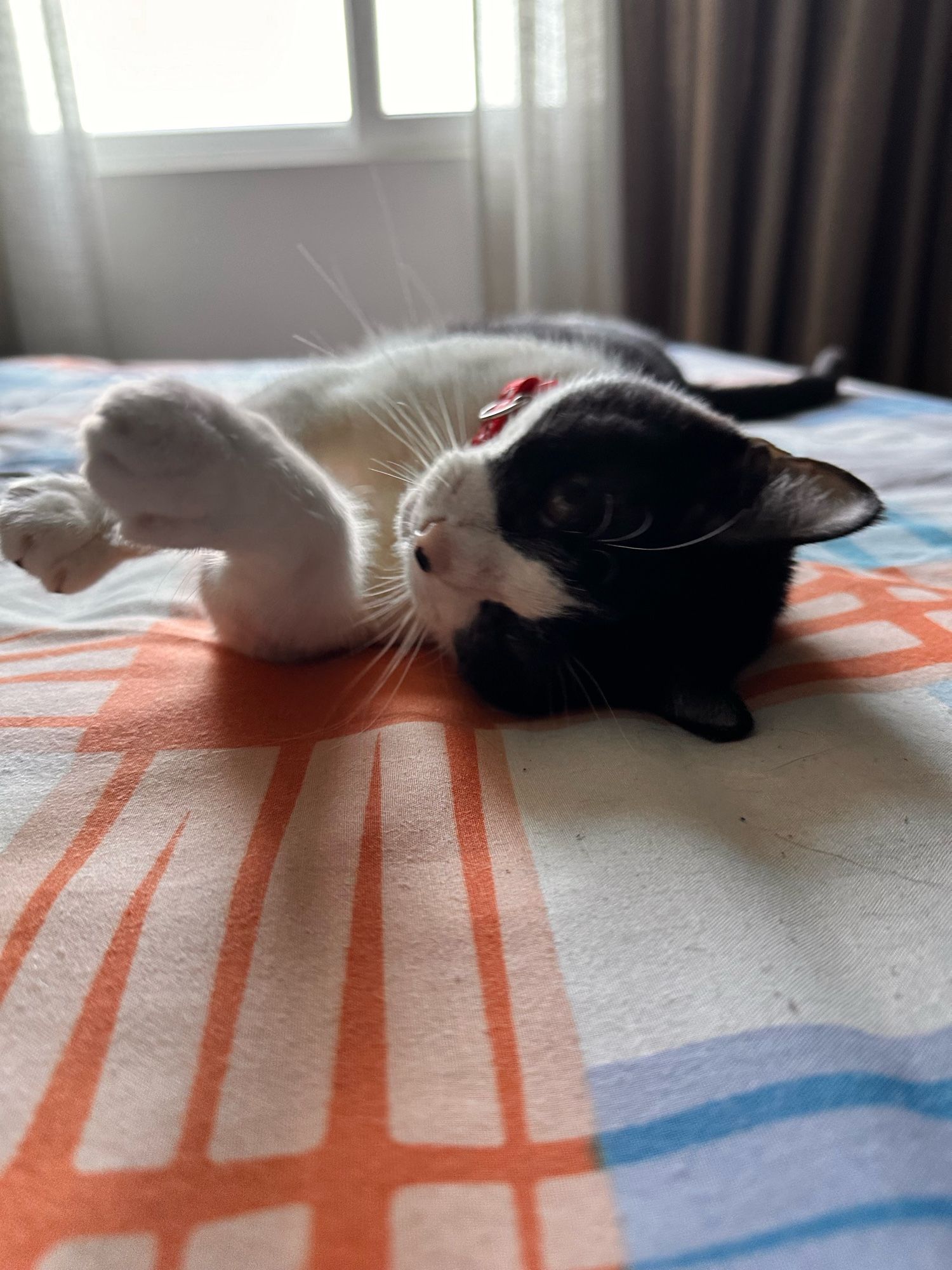 My tuxedo cat Astrid lying down on the bed