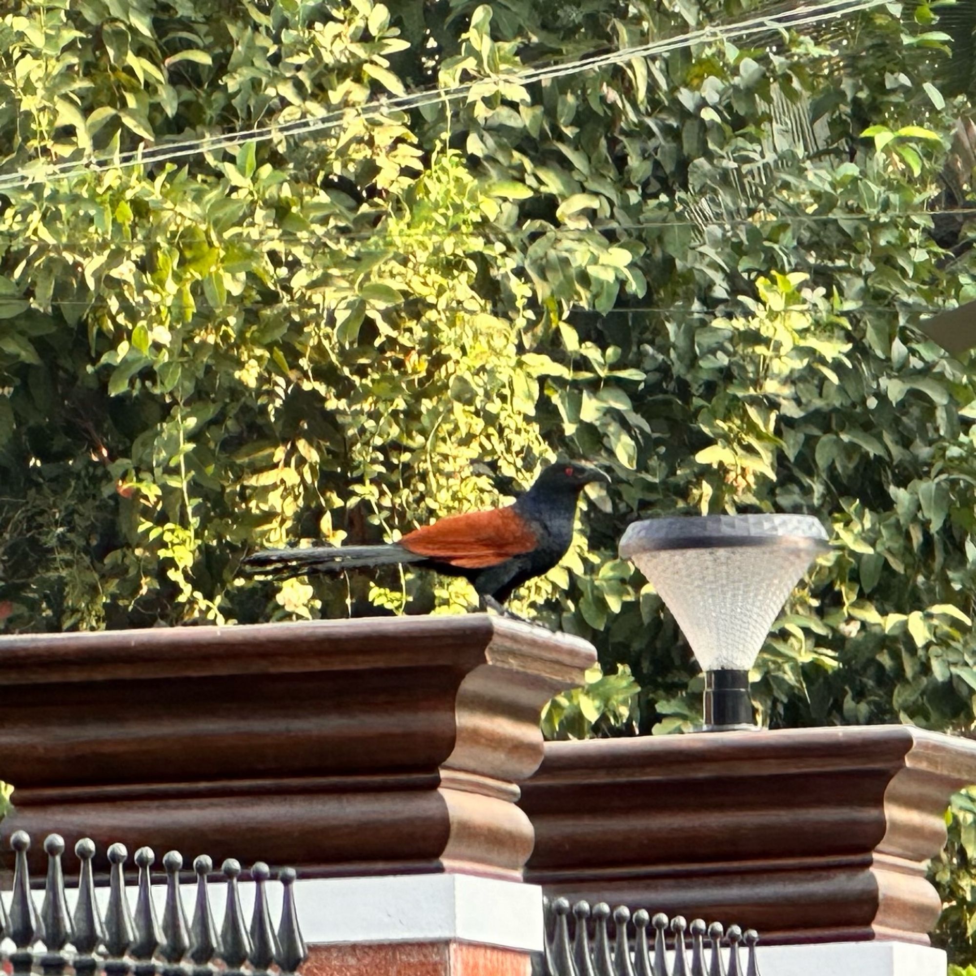 Side view of a Greater coucal sitting on top of a pillar