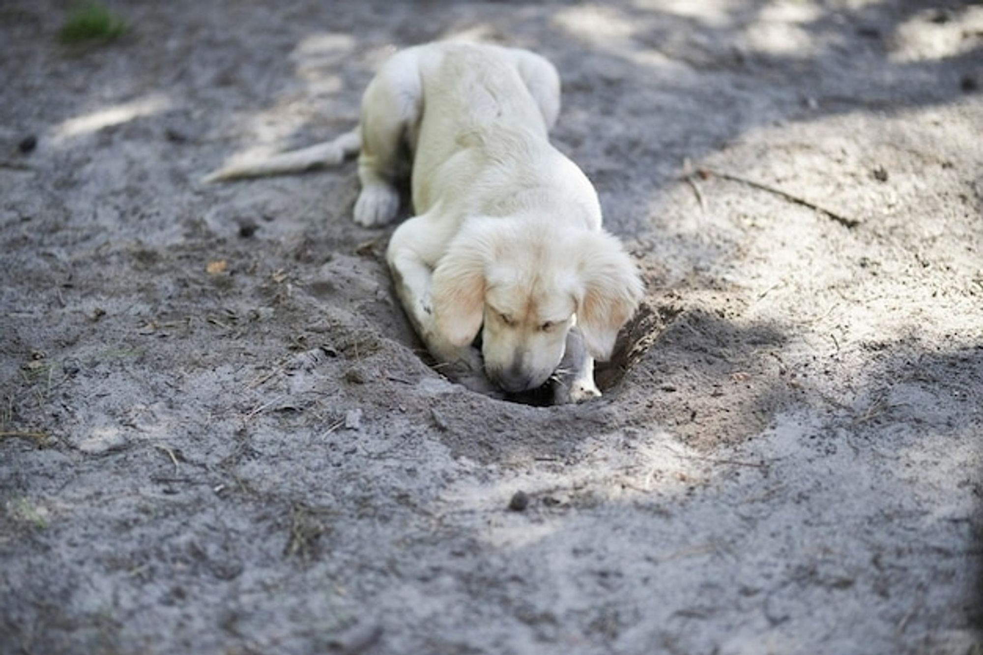 junger golden retriever gräbt in erde