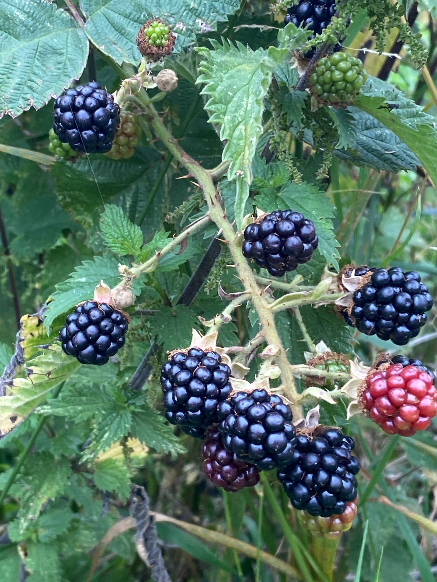 Close up of ripe blackberries