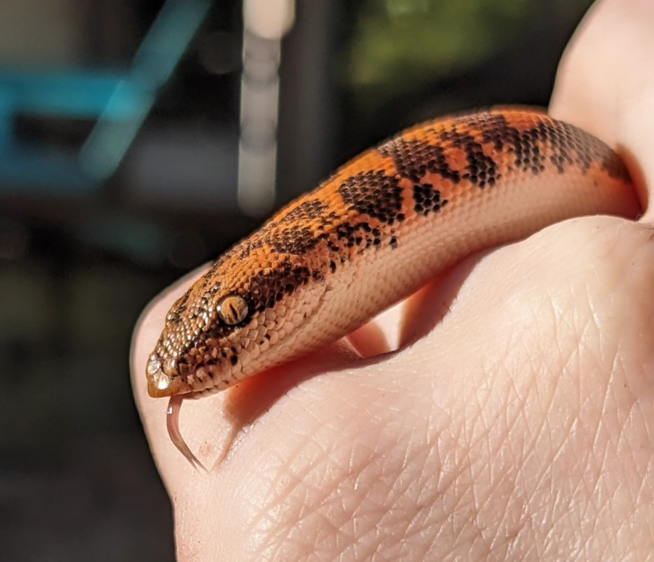 kenyan sand boa (with tongue out 😛)