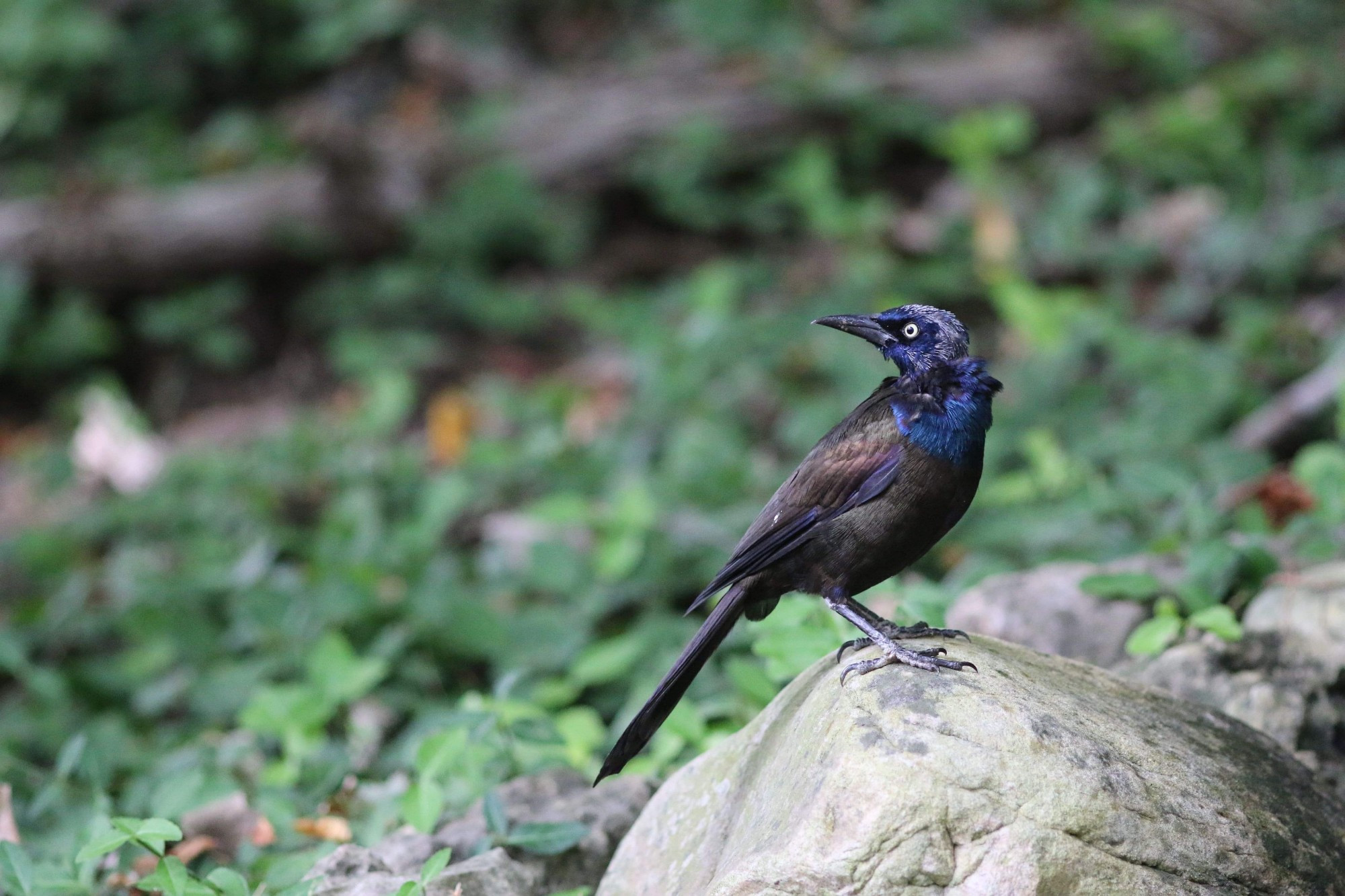 common grackle on top of a rock