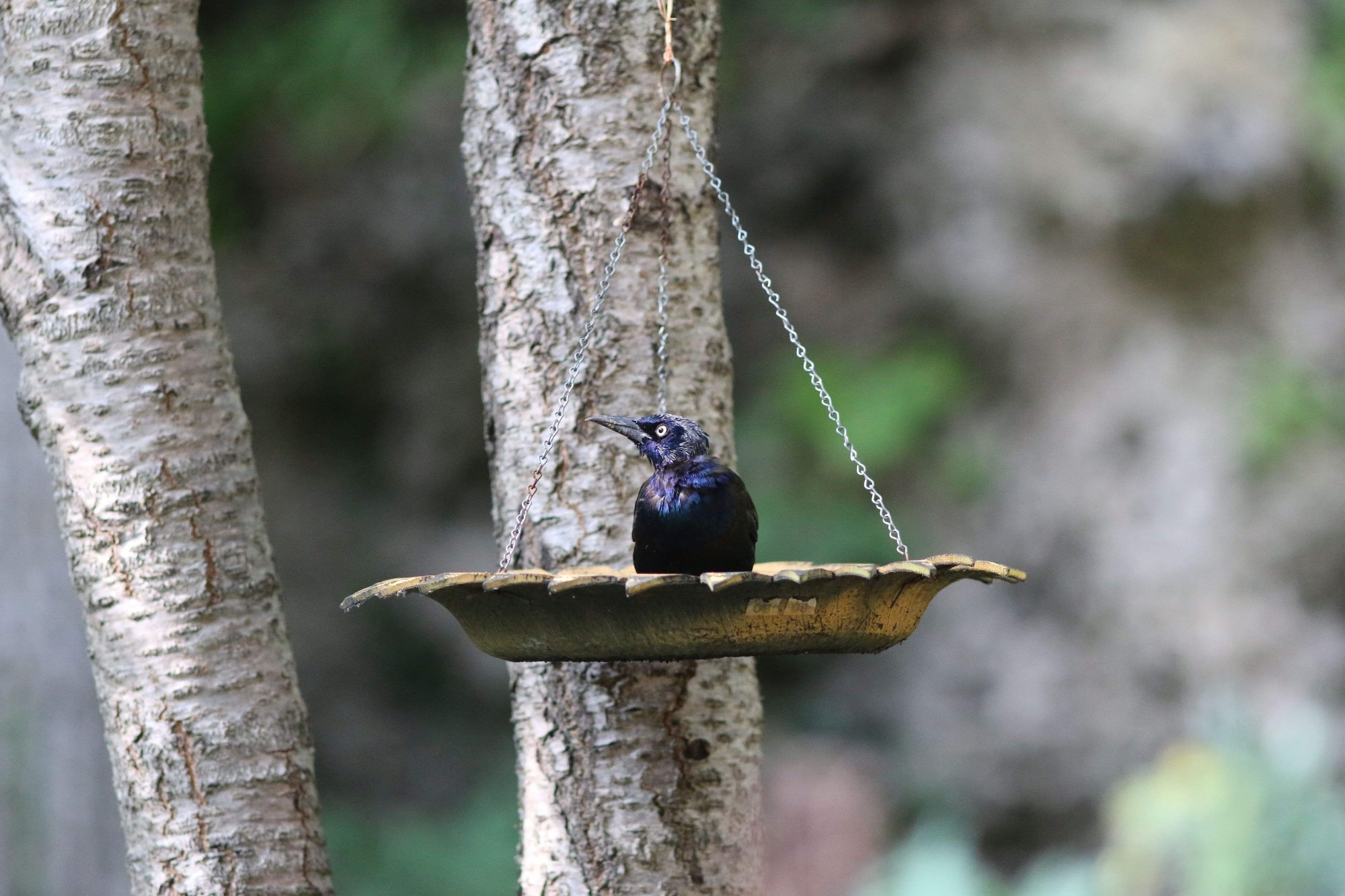 common grackle perched on a sunflower shaped bird feeder