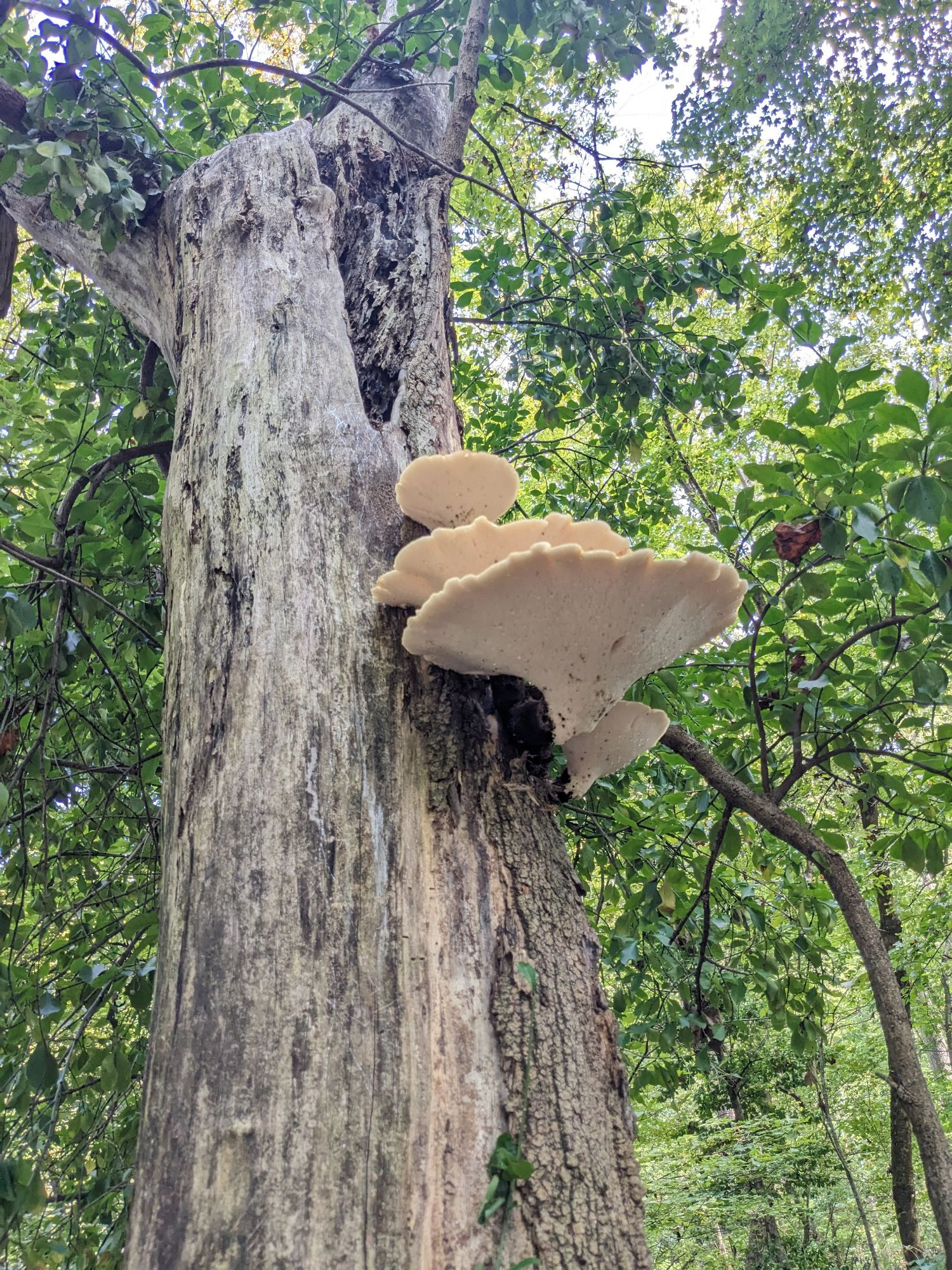 Giant fungi on a large mostly-dead tree 