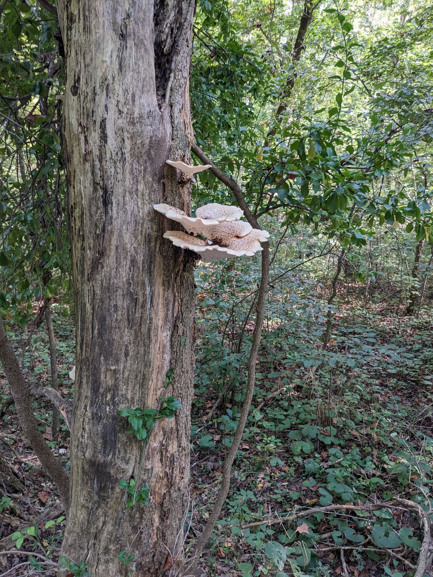 The mushrooms hold water, too, like a giant bowl 