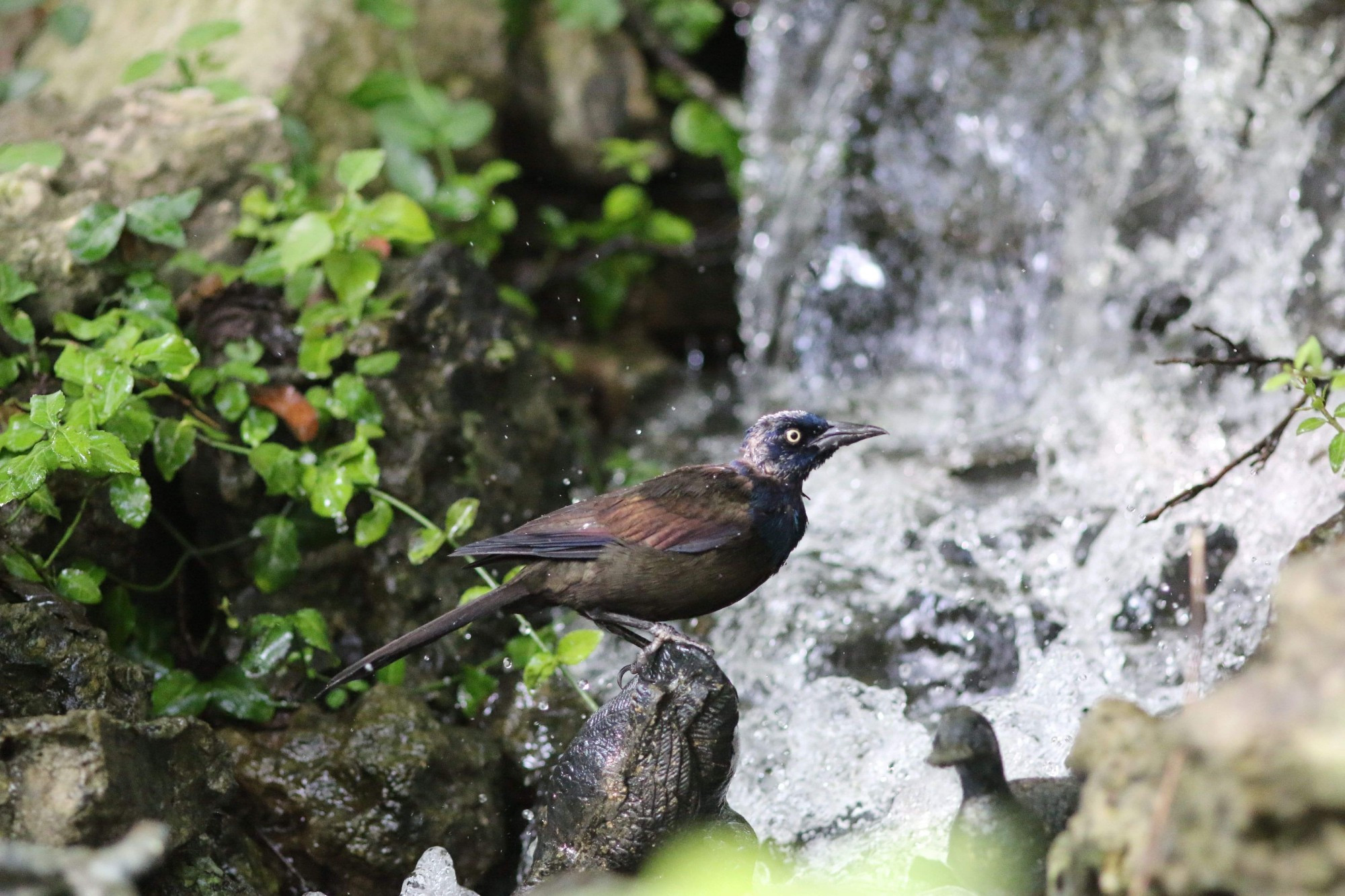 common grackle in front of a lil waterfall 