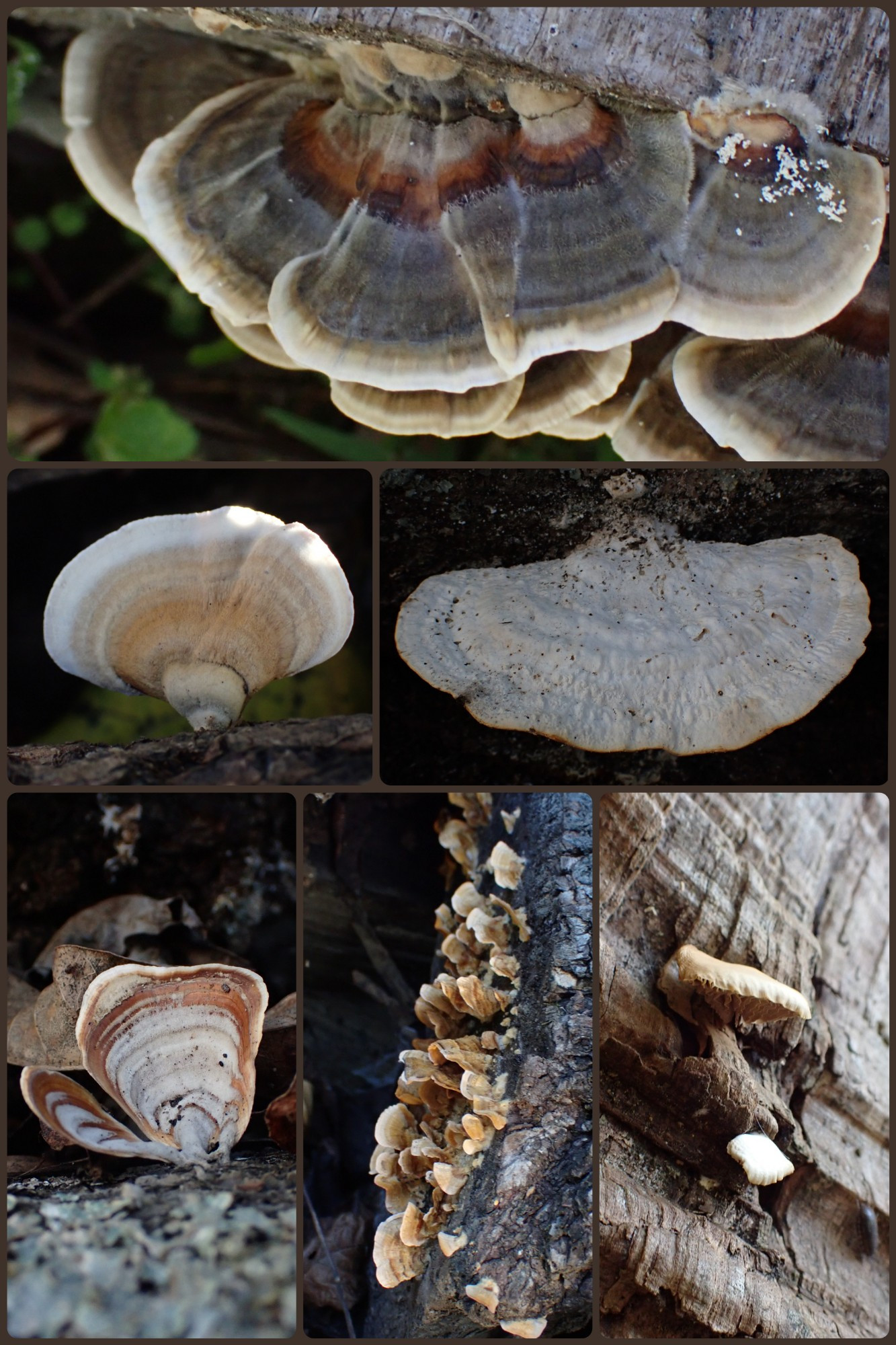 Mushroom collage! The top one is fuzzy like velvet, and the rest are varying levels of "rubbery". Middle right was quite large and stiff. Bottom left looks like a clam. Bottom right has a scalloped edge and looks a bit like a fancy awning or curtain valence. 