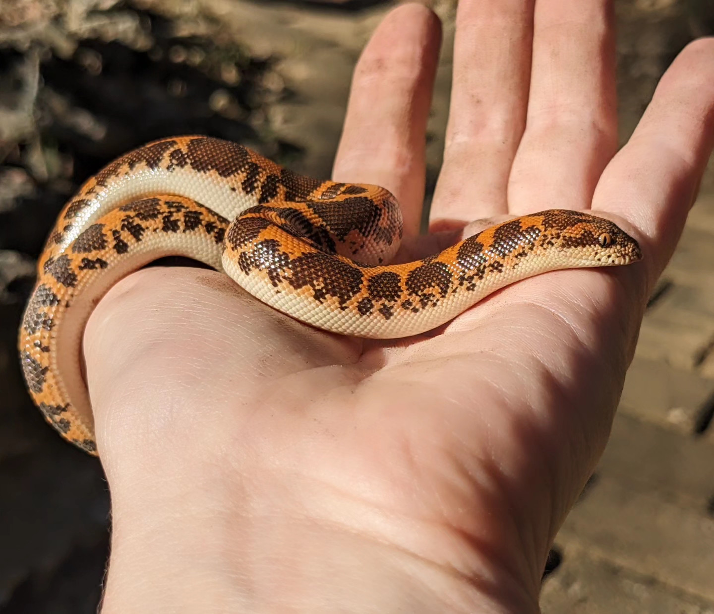 kenyan sand boa (looking CUUUUTE)