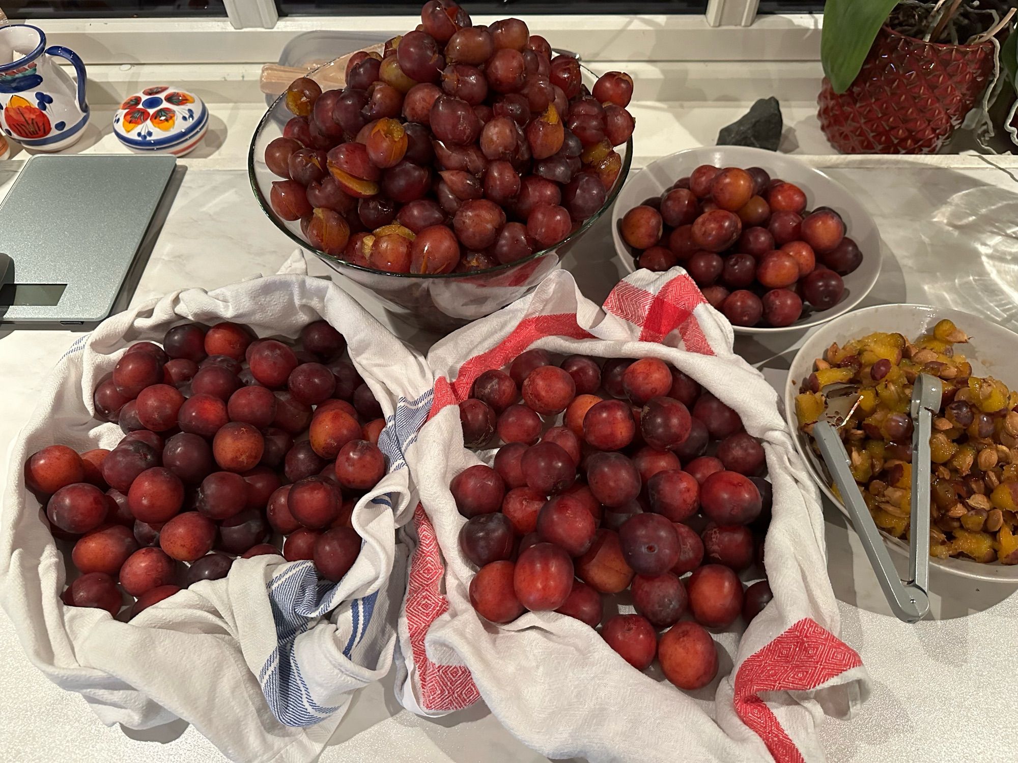 Plums in bowl, plums on towels, plums on plate, and pitted plums. Plum torture device is also included in photo.