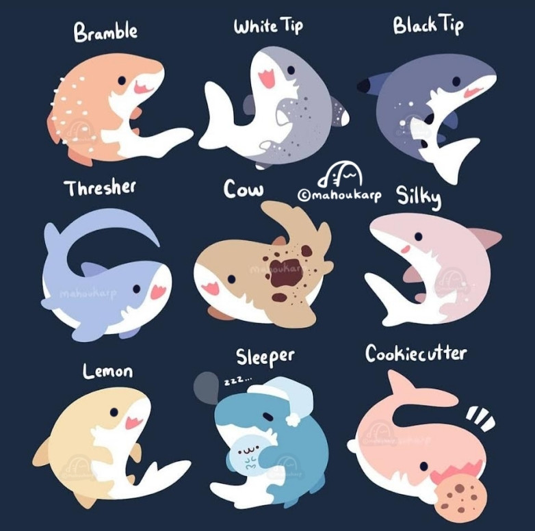 Illustration of a variety of sharks. Sharks featured are bramble, black tip, white tip, thresher, cow, silky, lemon, sleeper and cookie