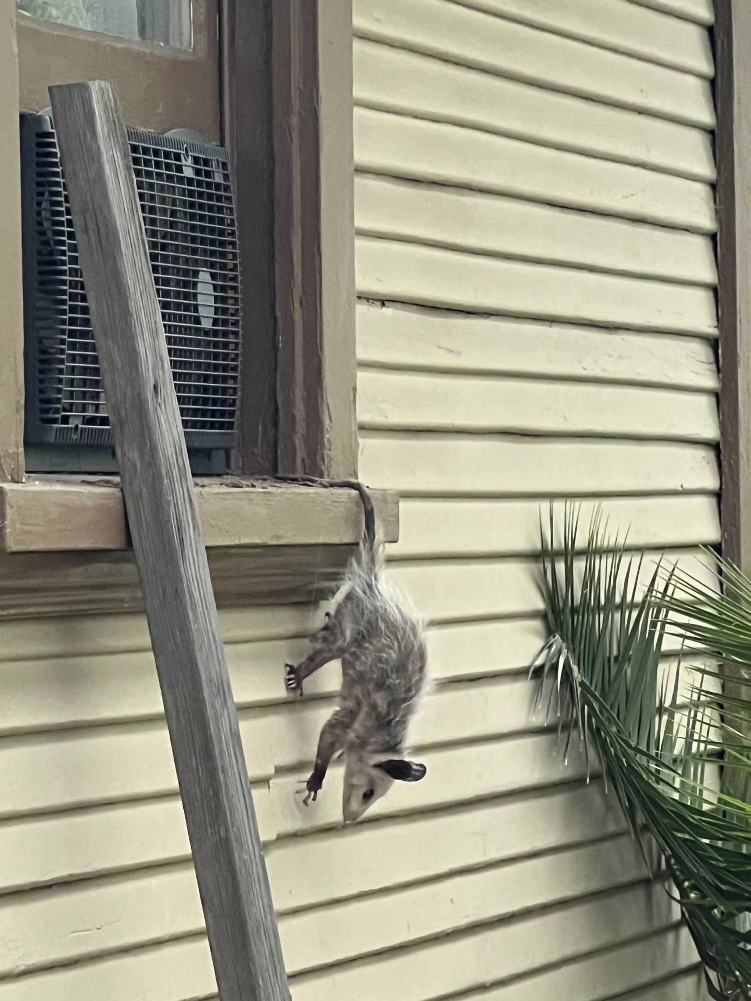 Possum hanging off the windowsill by his tail