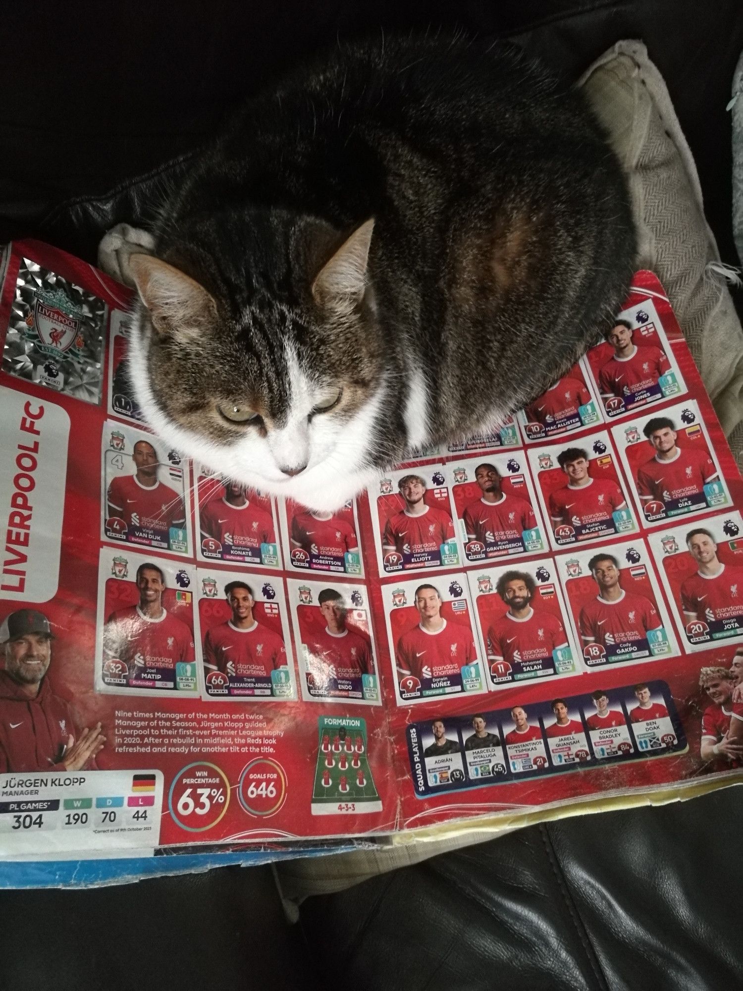 Tabby cat with white chest sitting on a book of English premier league football stickers with the page turned to Liverpool, her favourite team