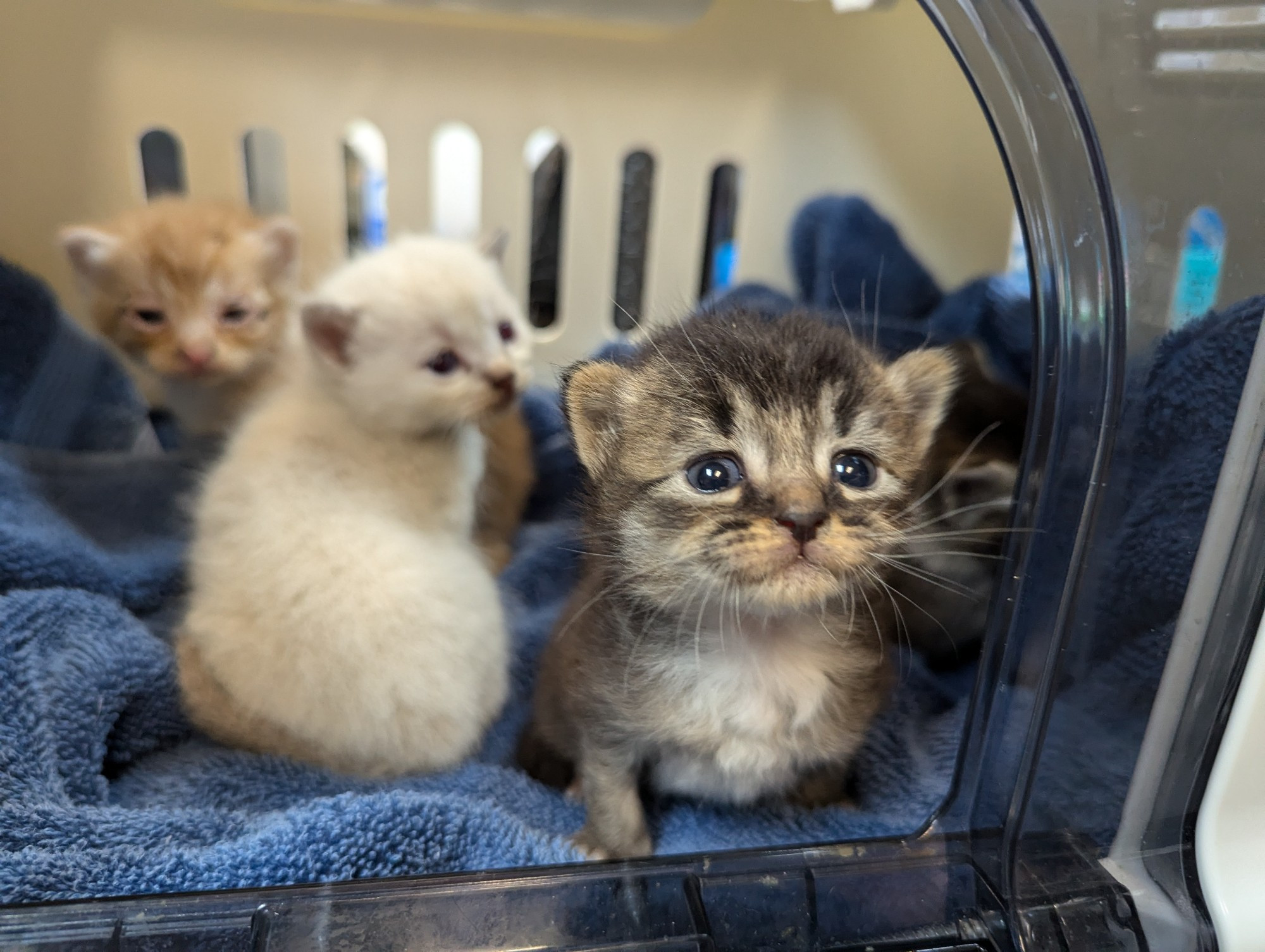 Four neo kittens, maybe 2w old, in a neo carrier. Lavender/cream Siamese mix, tortie/white, brown tabby, and orange tabby. Three pics, they're just wiggly and taking turns looking.