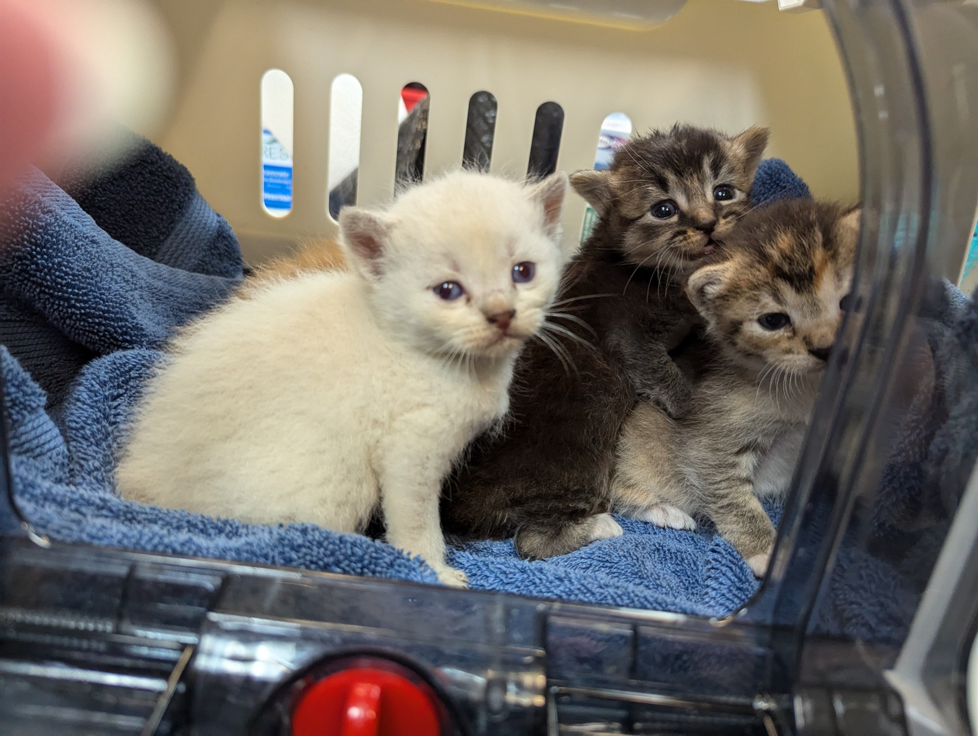 Four neo kittens, maybe 2w old, in a neo carrier. Lavender/cream Siamese mix, tortie/white, brown tabby, and orange tabby. Three pics, they're just wiggly and taking turns looking.