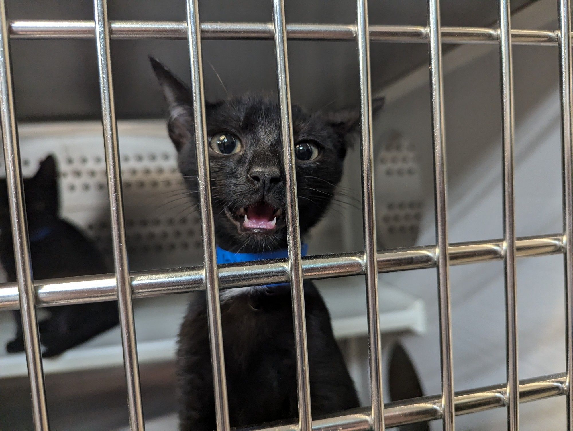 Kitten is standing up behind the bars of a shelter kennel. He's a black kitten, he's yelling, and one ear is sideways while the other is straight. He has some big feels.