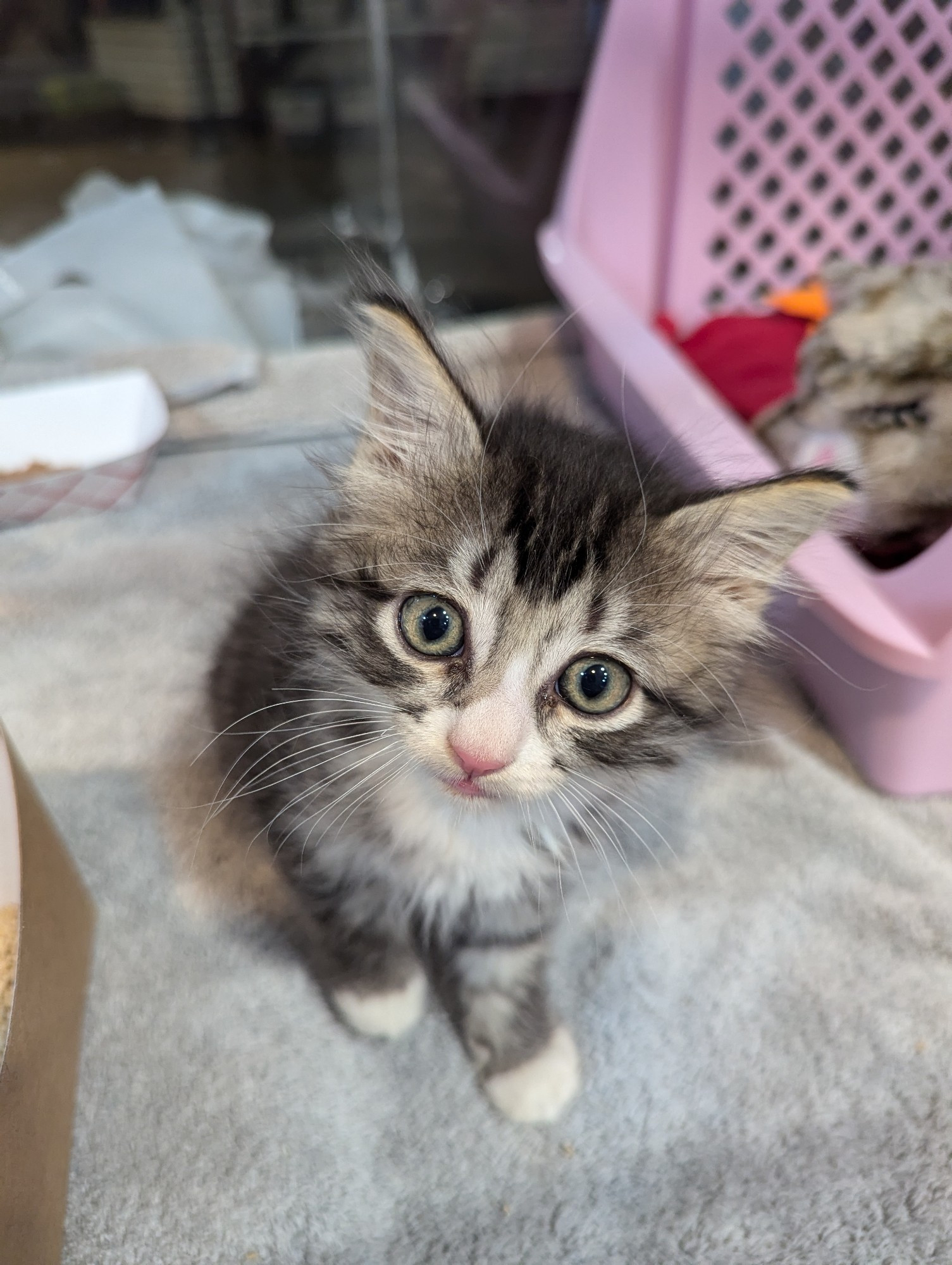 Small floofy grey and white kitten in a kennel/incubator with clear sides. Her head is tilted to one side and she has big eyes. She looks very concerned about the breakfast plans. 