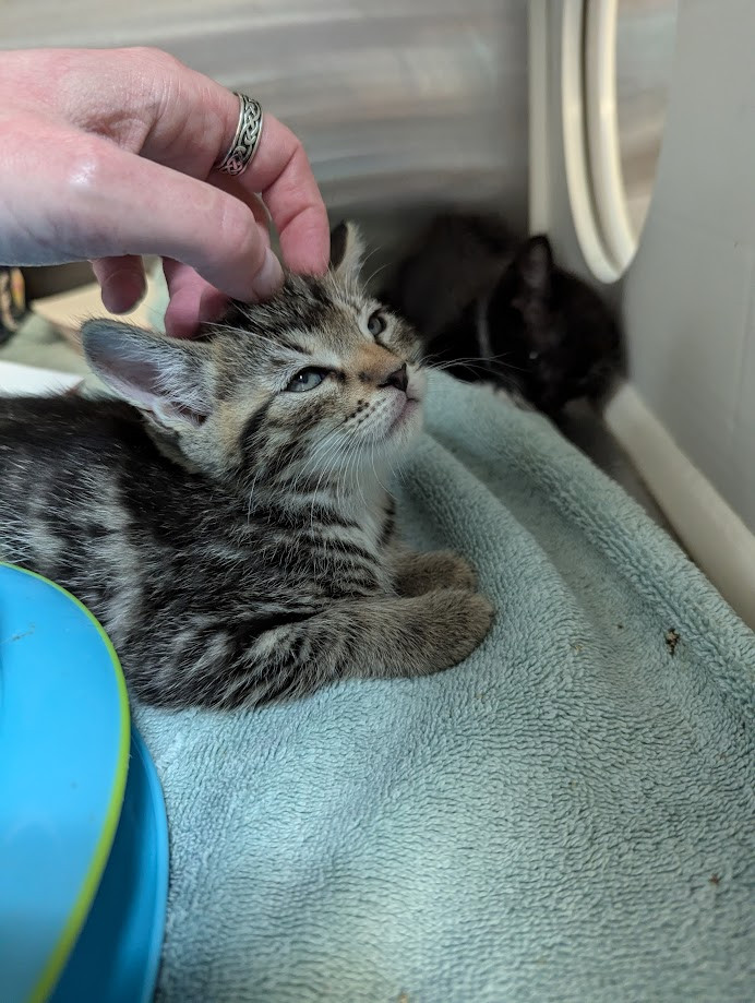 I'm giving gentle head scritches to the brown tabby baby we're trying to help socialize. He is not running away from me, and has a look of happy brain melt in his eyes. His ears are a little airplane-y, he's still not sure. But he's getting there!