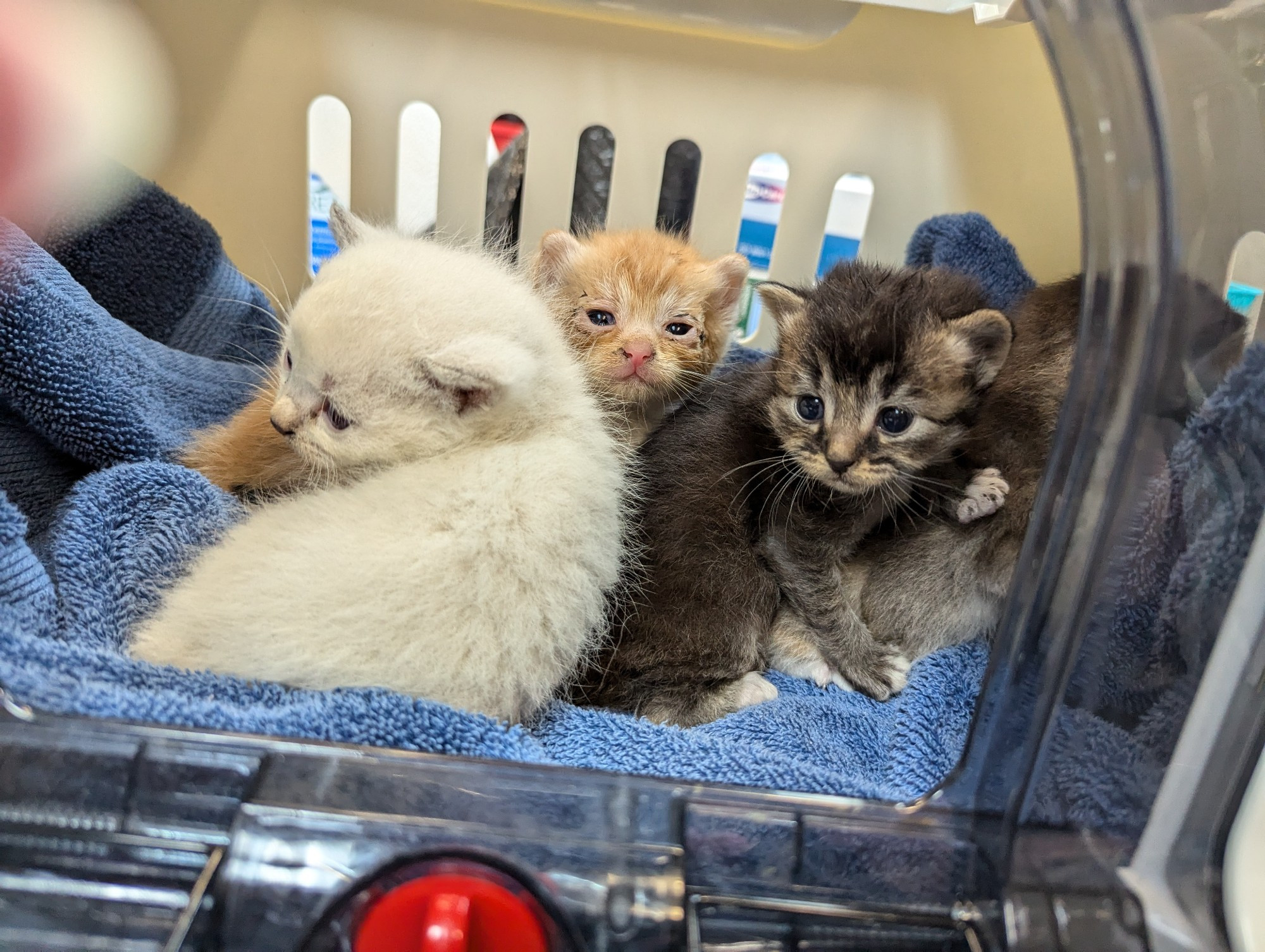 Four neo kittens, maybe 2w old, in a neo carrier. Lavender/cream Siamese mix, tortie/white, brown tabby, and orange tabby. Three pics, they're just wiggly and taking turns looking.