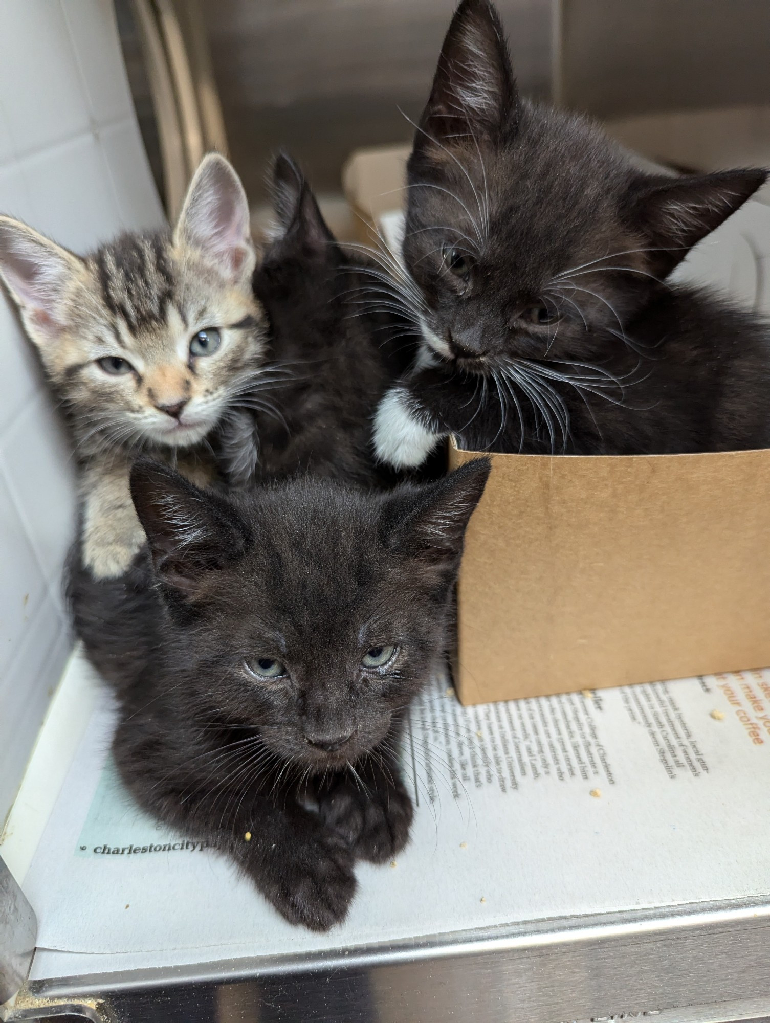 Three kittens in a pile and one peering over a litterbox. A brown tabby and two black kittens are in the pile, a black kitten with white paws and mustache is chilling in the litterbox. 