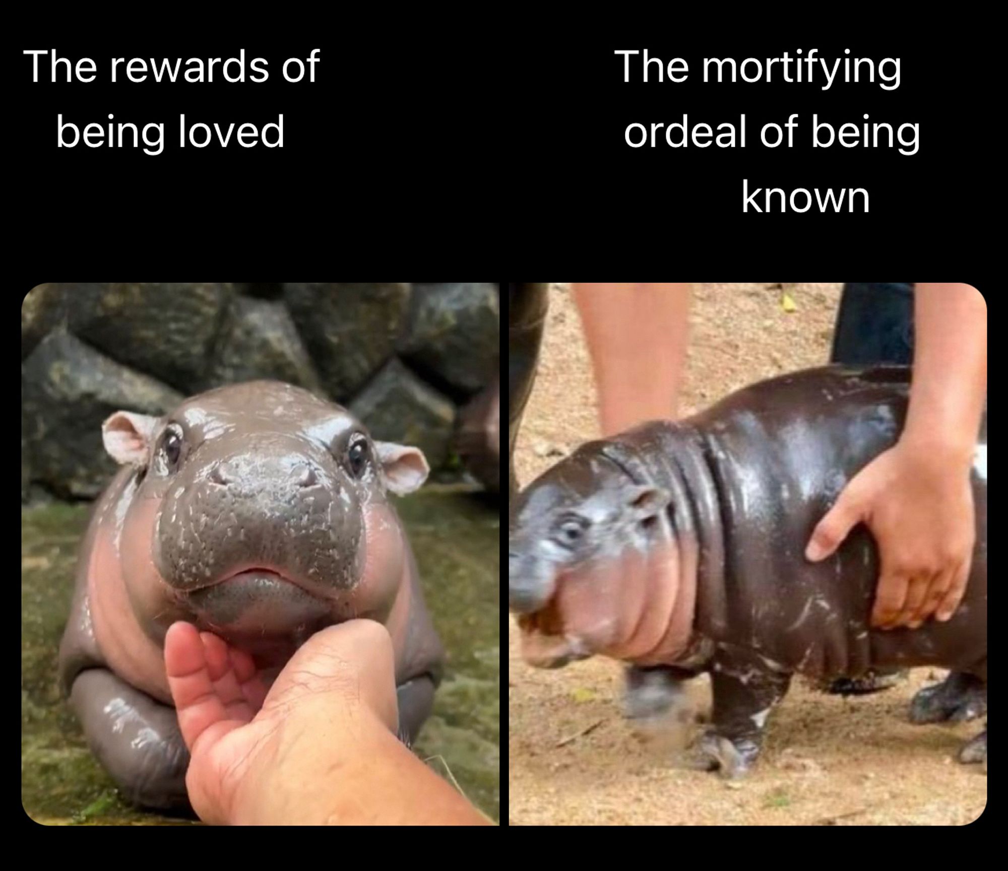 on the left side
"the rewards of being loved"
photo of a baby pygmy hippos chin held up by a human hand

on the right side
"the mortifying ordeal of being known
photo of the same baby pygmy hippo getting picked by a pair of hands and its expression looks terrified and the photo is somewhat blurred adding to that affect