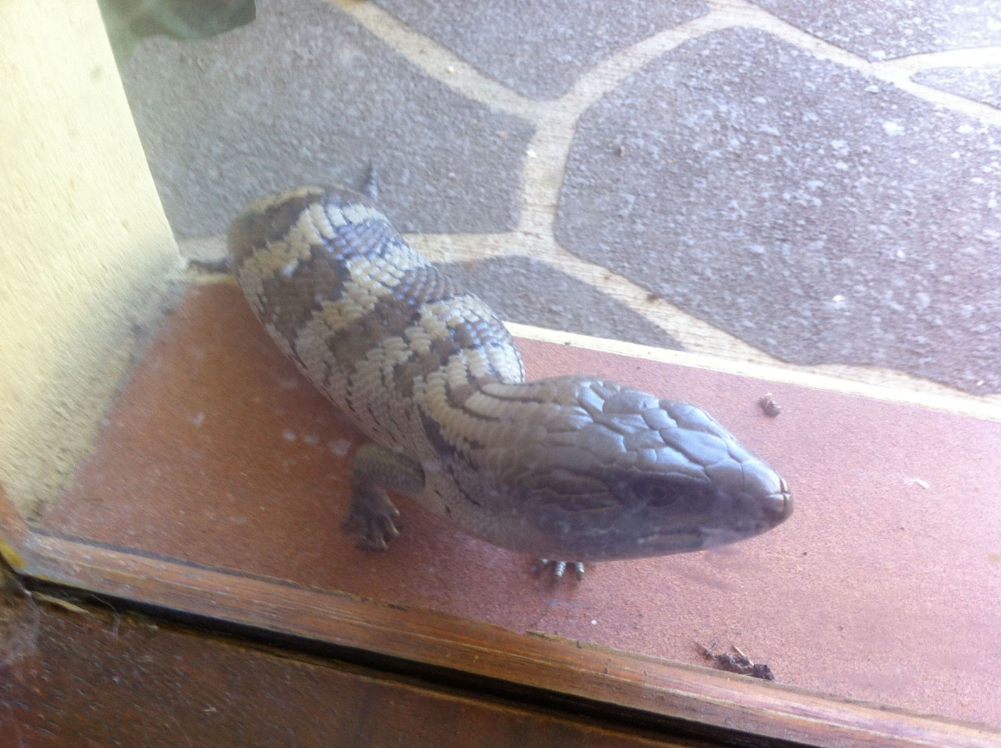 Blue Tongue lizard at my front door.