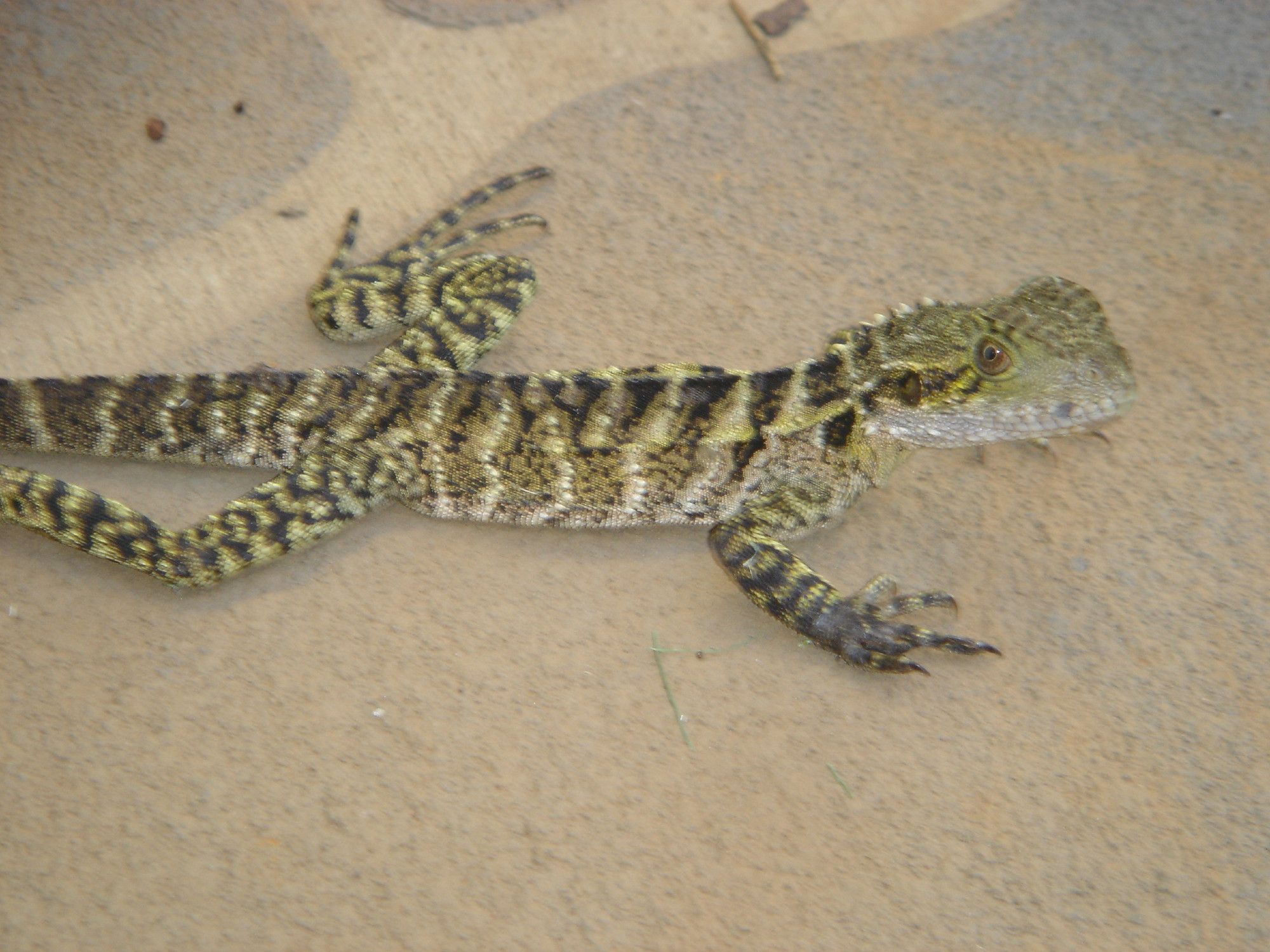 Water Dragon in my backyard.