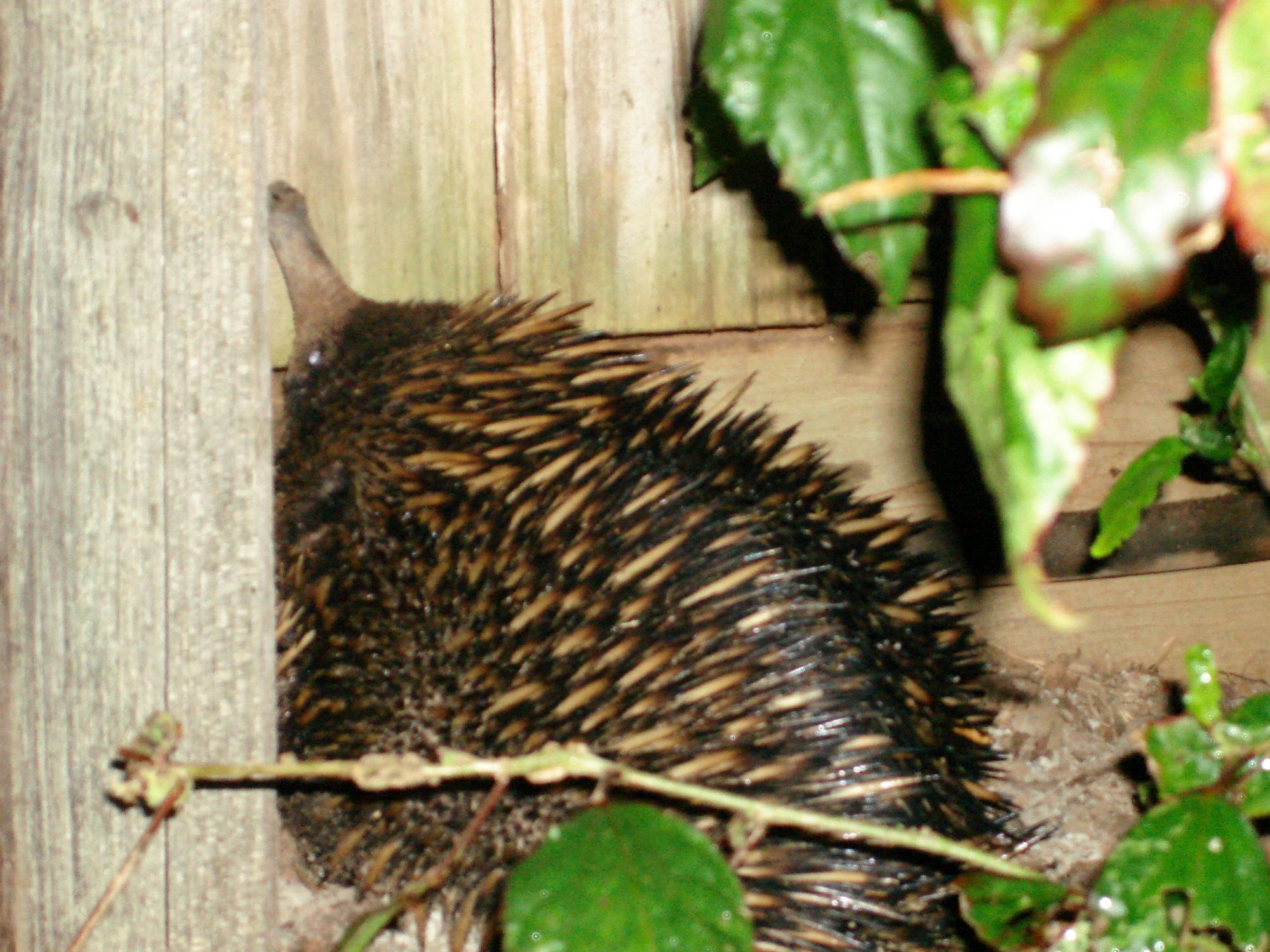 An Echidna of all things, also in my backyard.