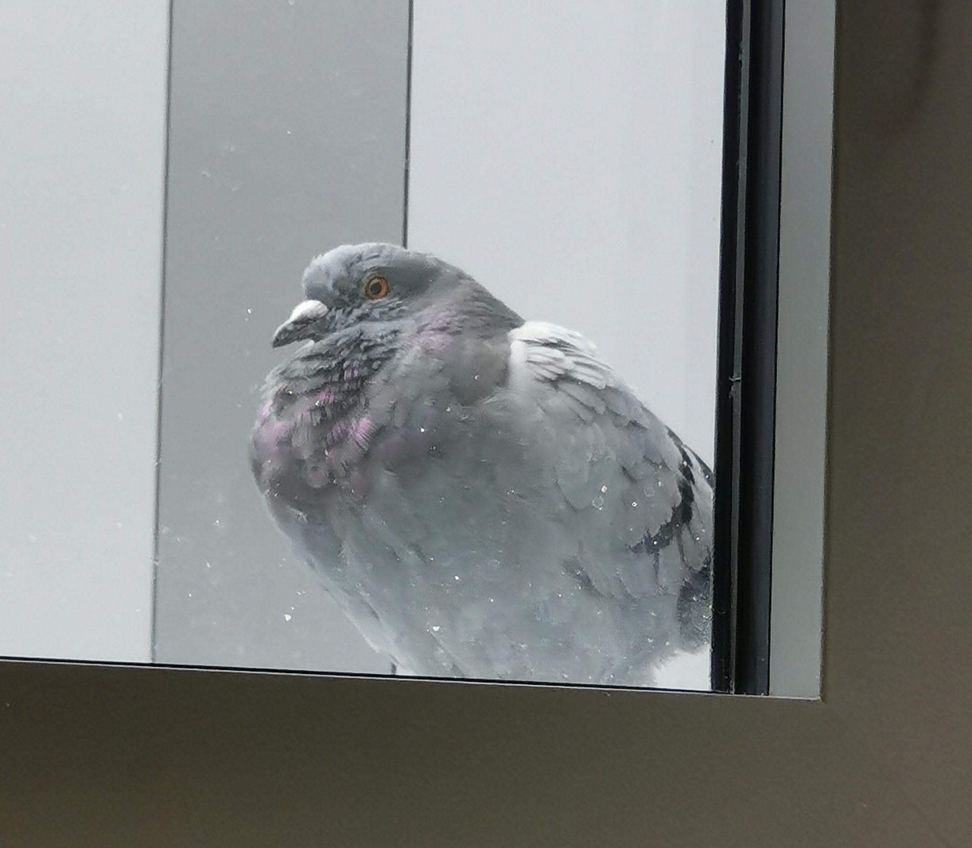 Eine Taube die am Fenster sitzt und rein guckt