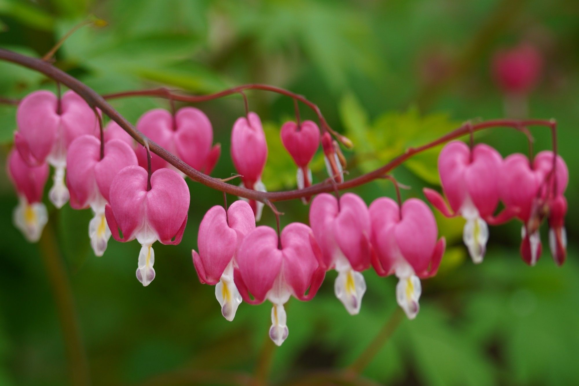 Two branches of bleeding heart flowers in bloom against an out of focus background of greenery