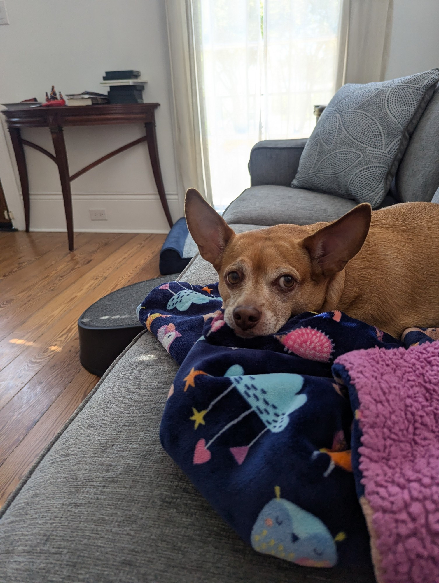 A derpy looking little brown dog rests his chin on a pink and blue blanket while sitting on a gray couch. 