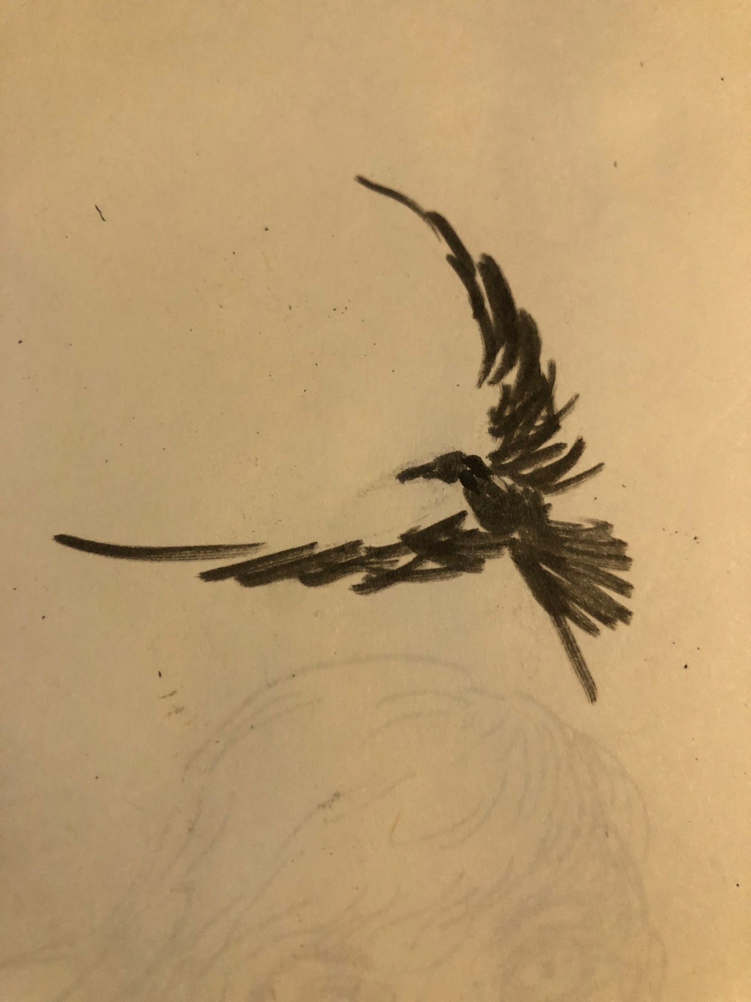 ink marker sketch of a bird in flight, wings are in a semi circle shape