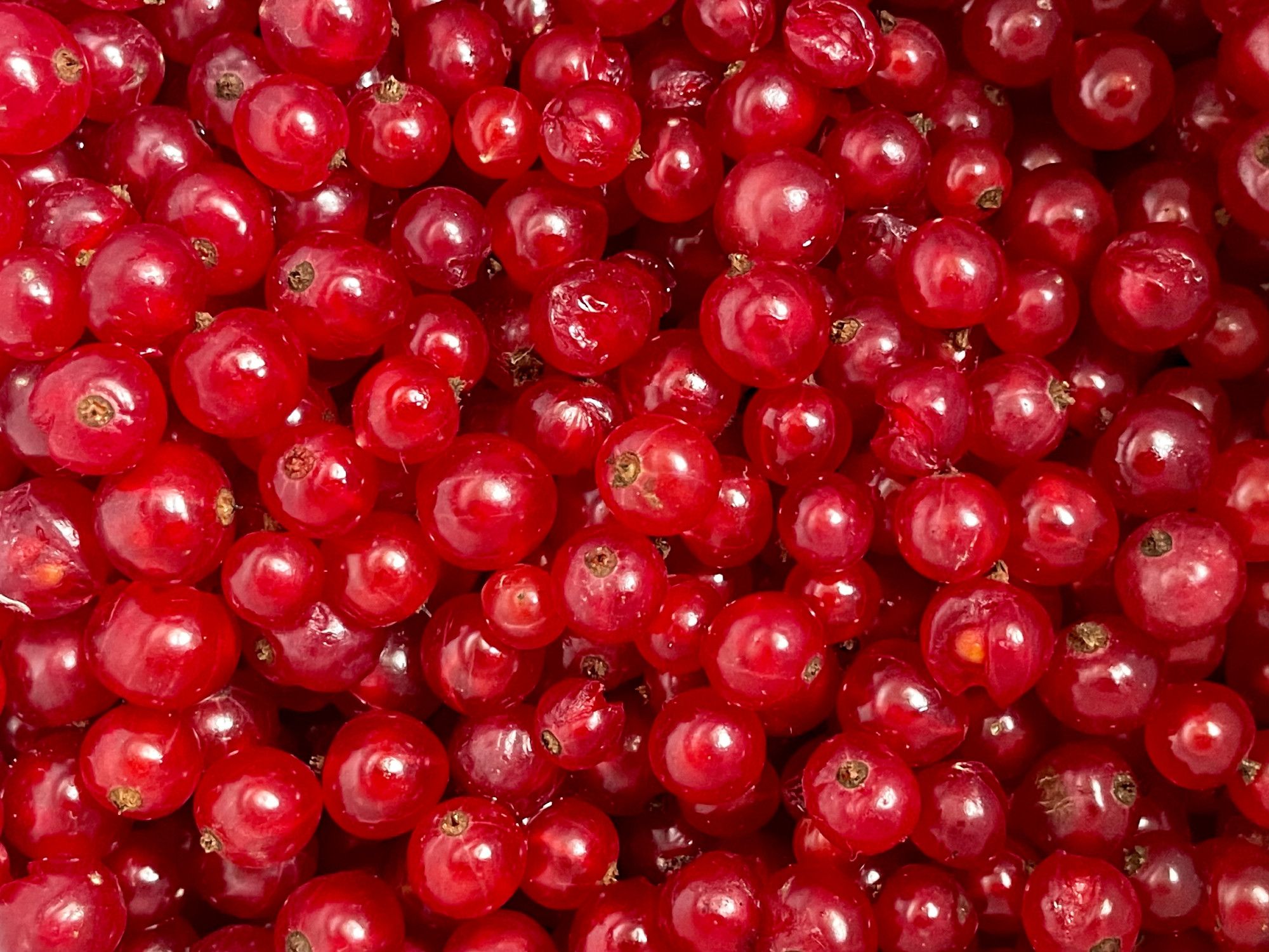 Nahaufnahme von roten, glänzenden Johannisbeeren, in Österreich Ribiseln genannt