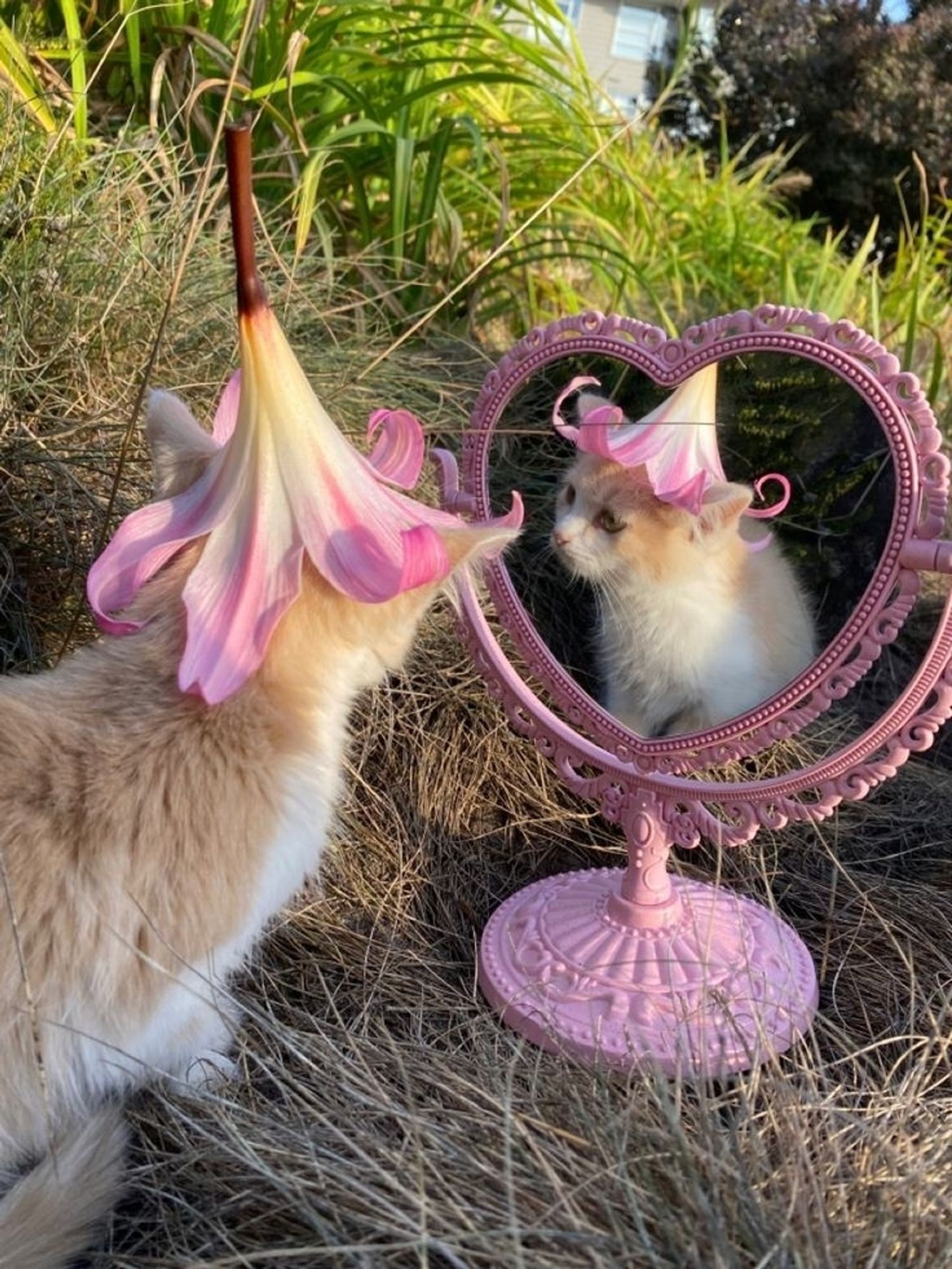 katze mit lustigem blumenhut blickt im spiegel