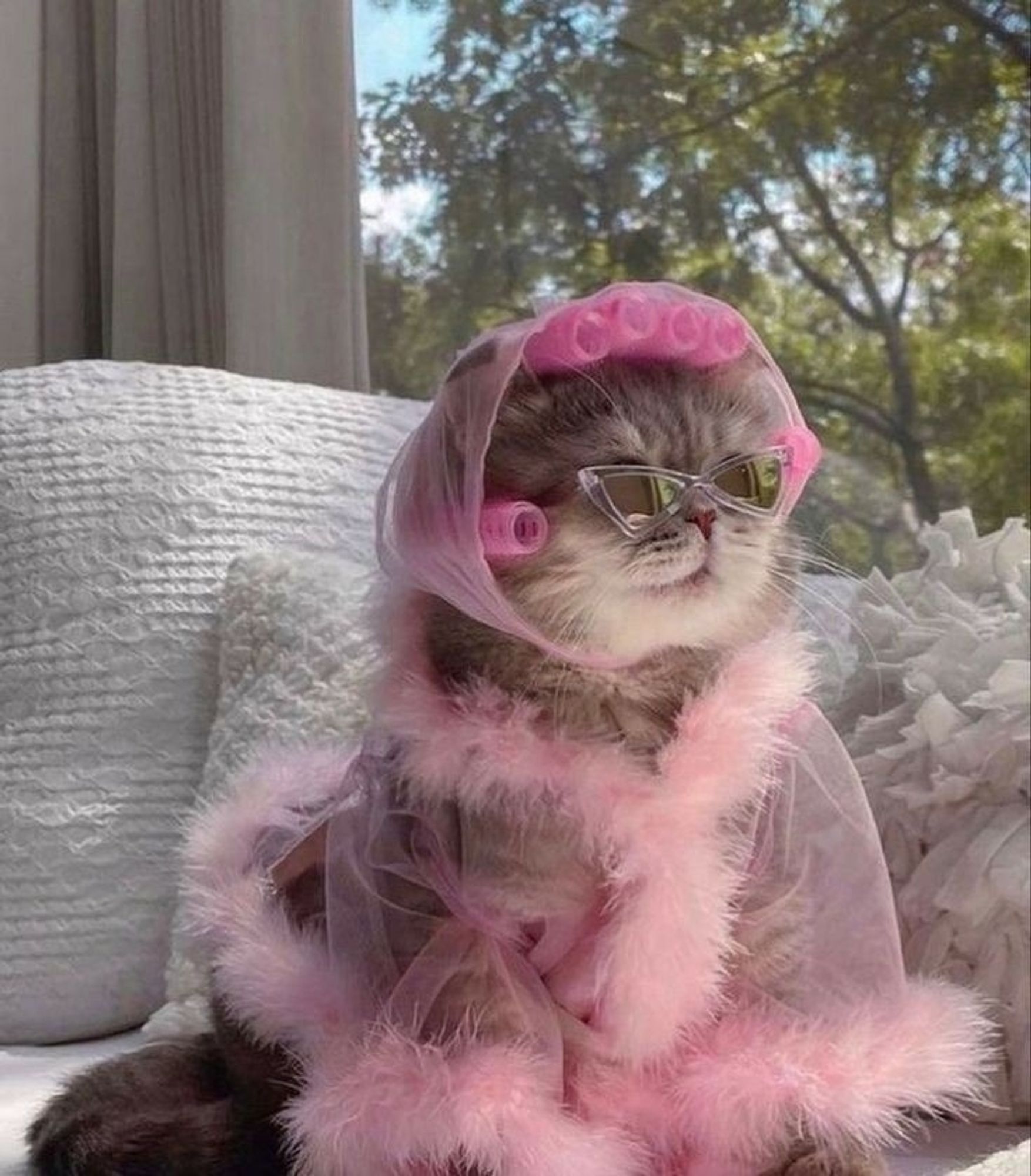 coole katze in rosa feder bademantel mit sonnenbrille und haarwicklern