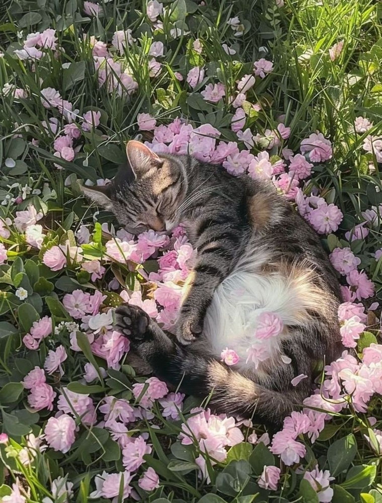 schlafende katze in meer aus rosa blüten